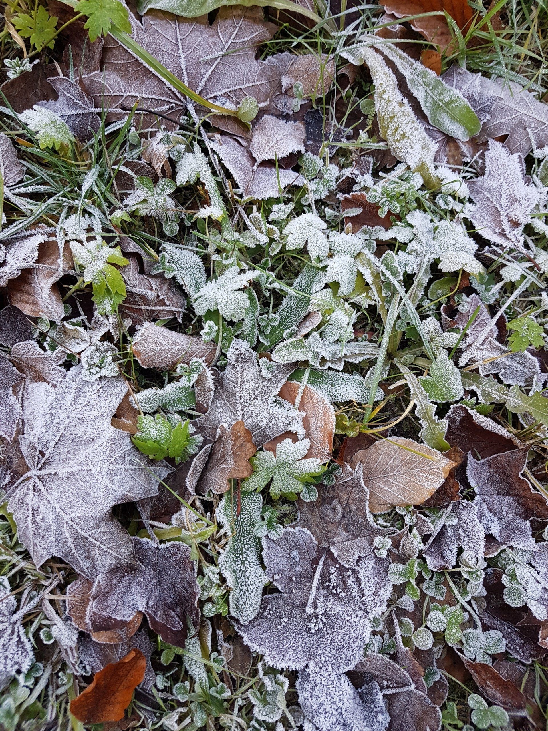 Eis wie Puderzucker Photo by: Viola Einert-Krug vereiste Blätter auf einer Wiese