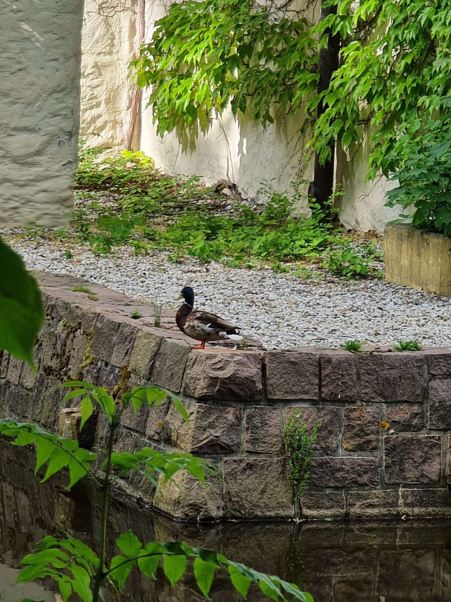 Ente sitzt auf einer Mauer vor Wasser