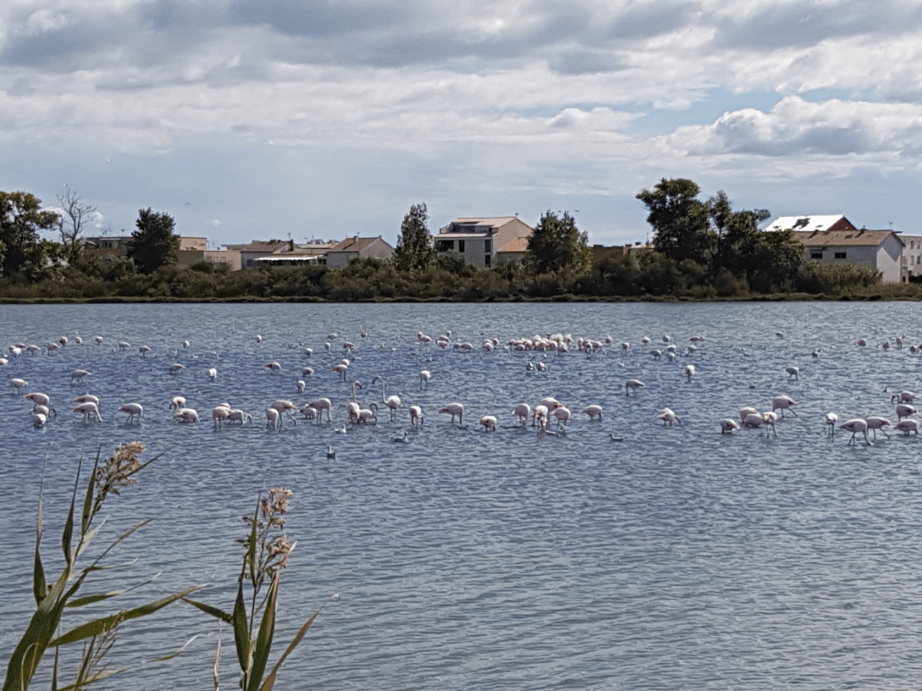 viele ros Flamingos stehen im Wasser dahinter Häuser