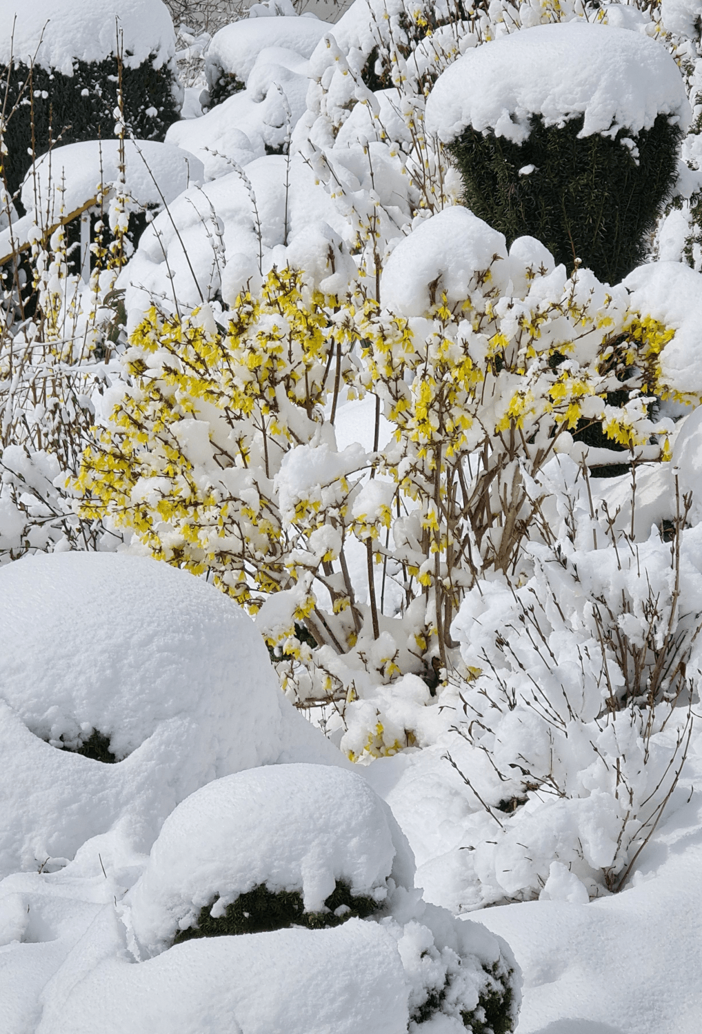 Ein verschneiter Frühlingsgruß Photo by: Viola Einert-Krug Ostern im Schnee 2021
