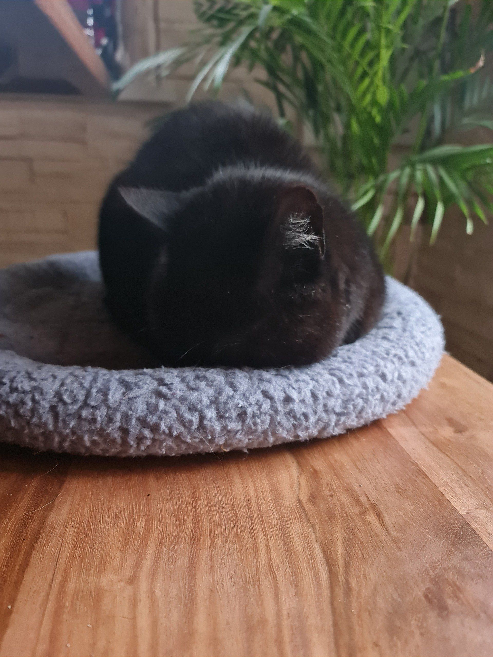 kleiner schwarzer Kater Fred schläft