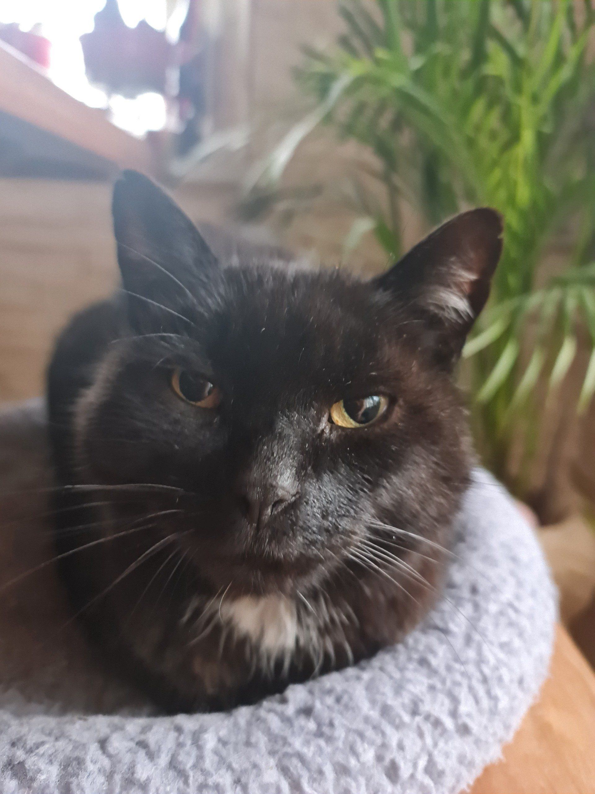 schwarze Katze schaut uns an Grossaufnahme Gesicht