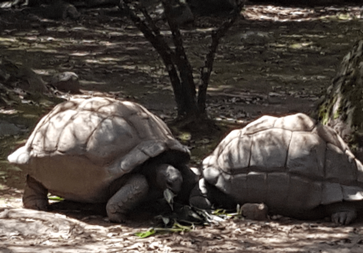 Galapagos-Schildkröten A Capulatta Park Korsika