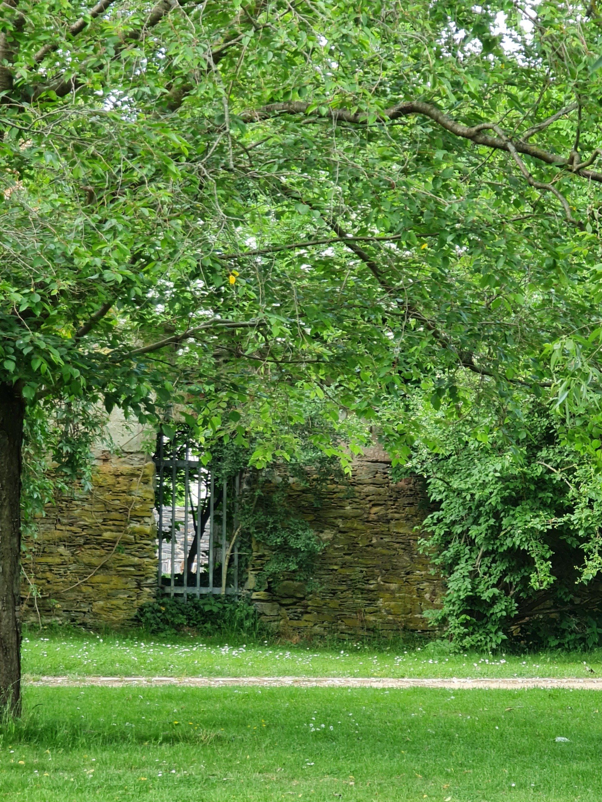 eine alte Mauer und ein mit Gitter verschlossener Eingang - alles zugewachsen mit Büschen und Blättern