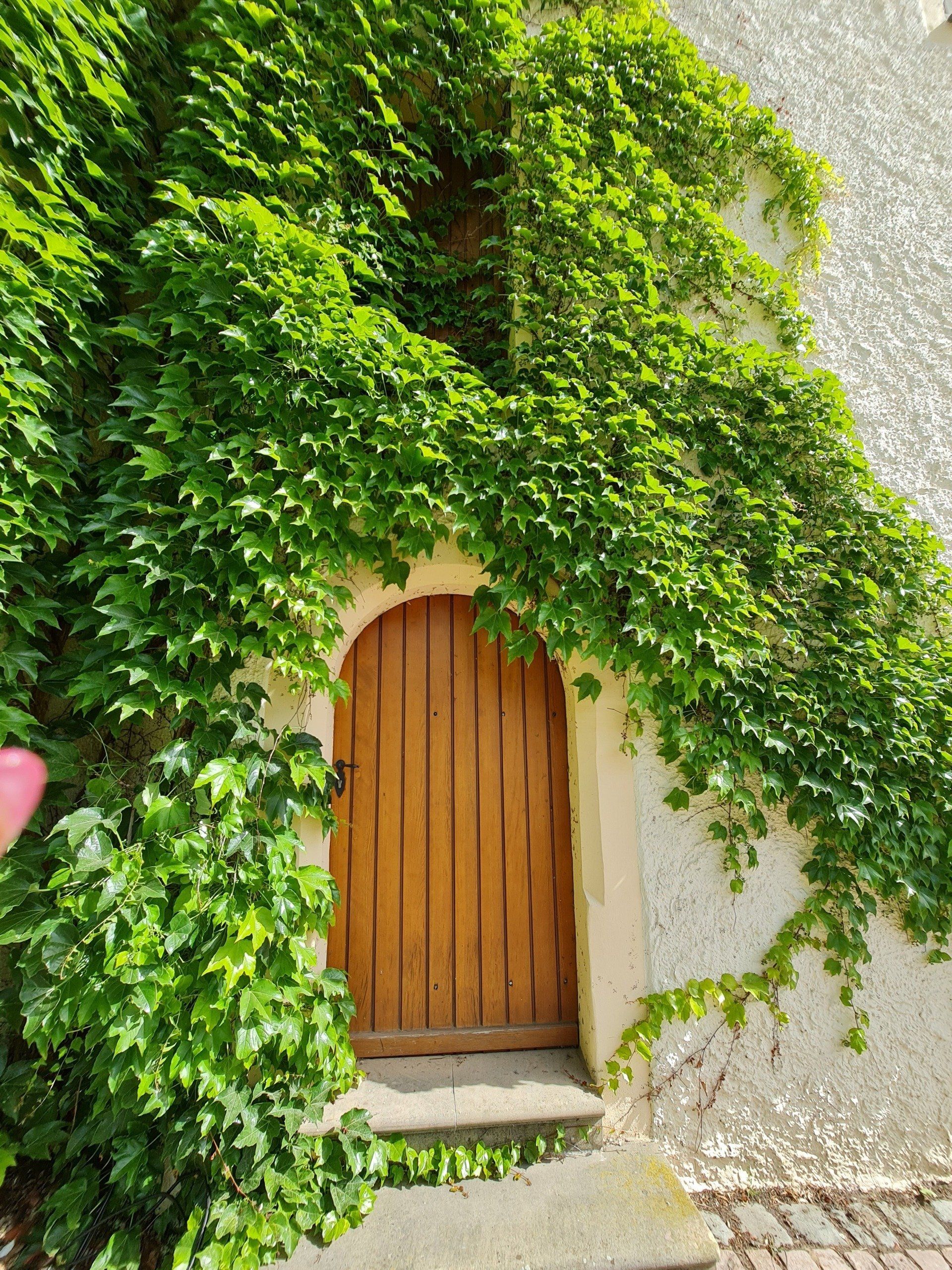 geheimnisvolle Rundbogentür ringsherum wächst Efeu