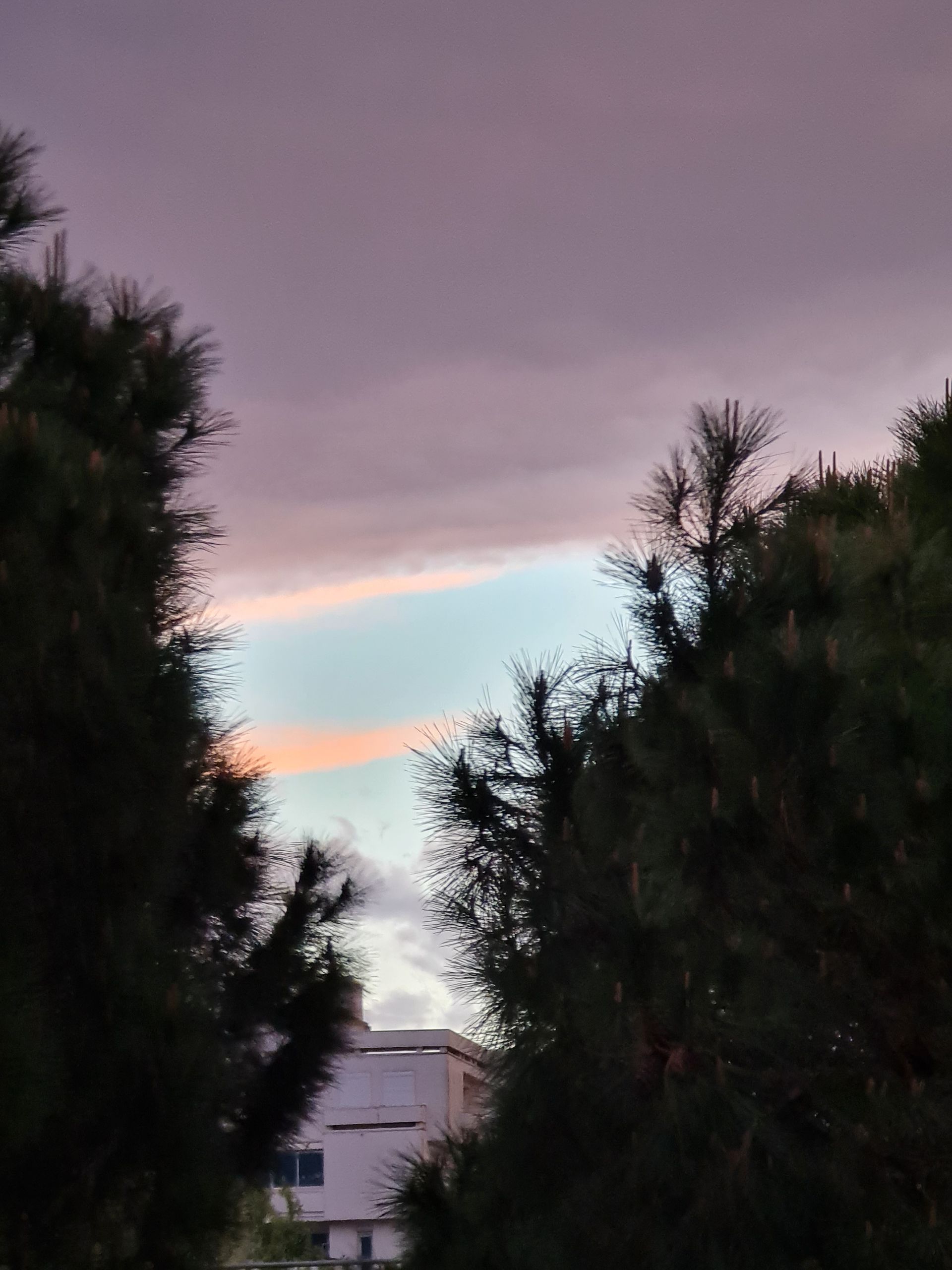 Gute Nacht LGM Abendhimmel im Vordergrund Zweige einer Pinie