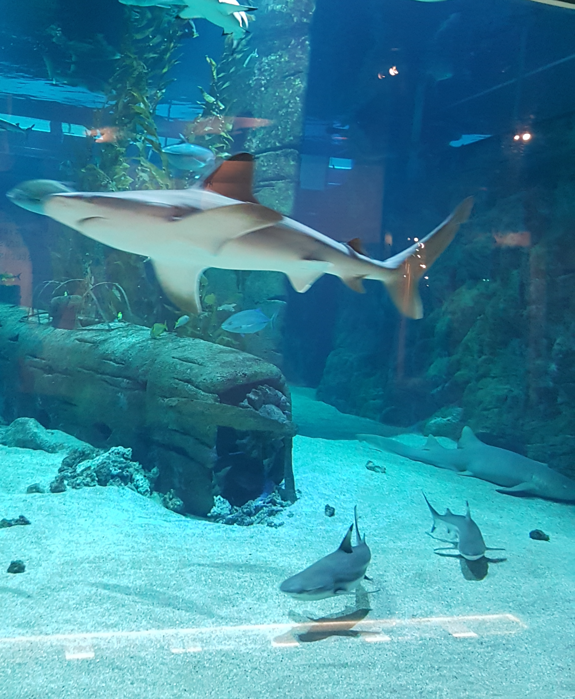 Haie in blauem Wasser im Aquarium