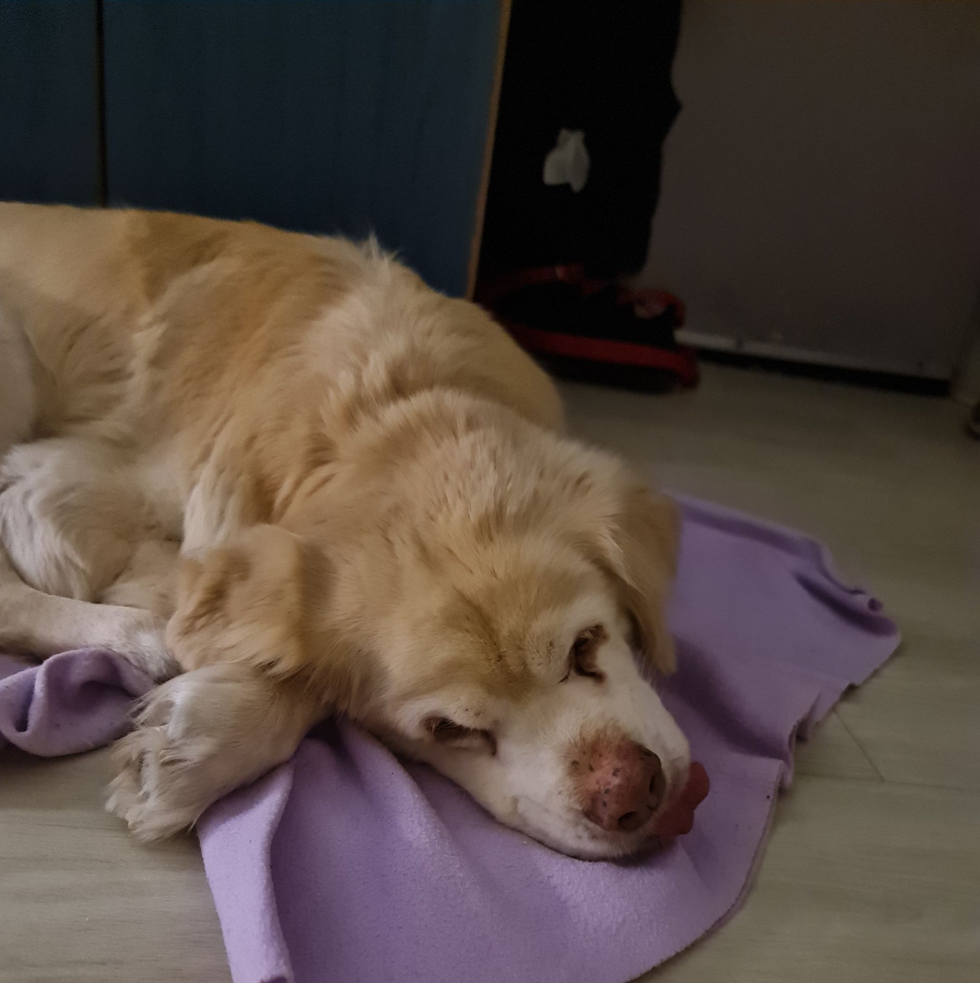 Haustier Hund weißer Hund schläft auf kleiner lila Decke