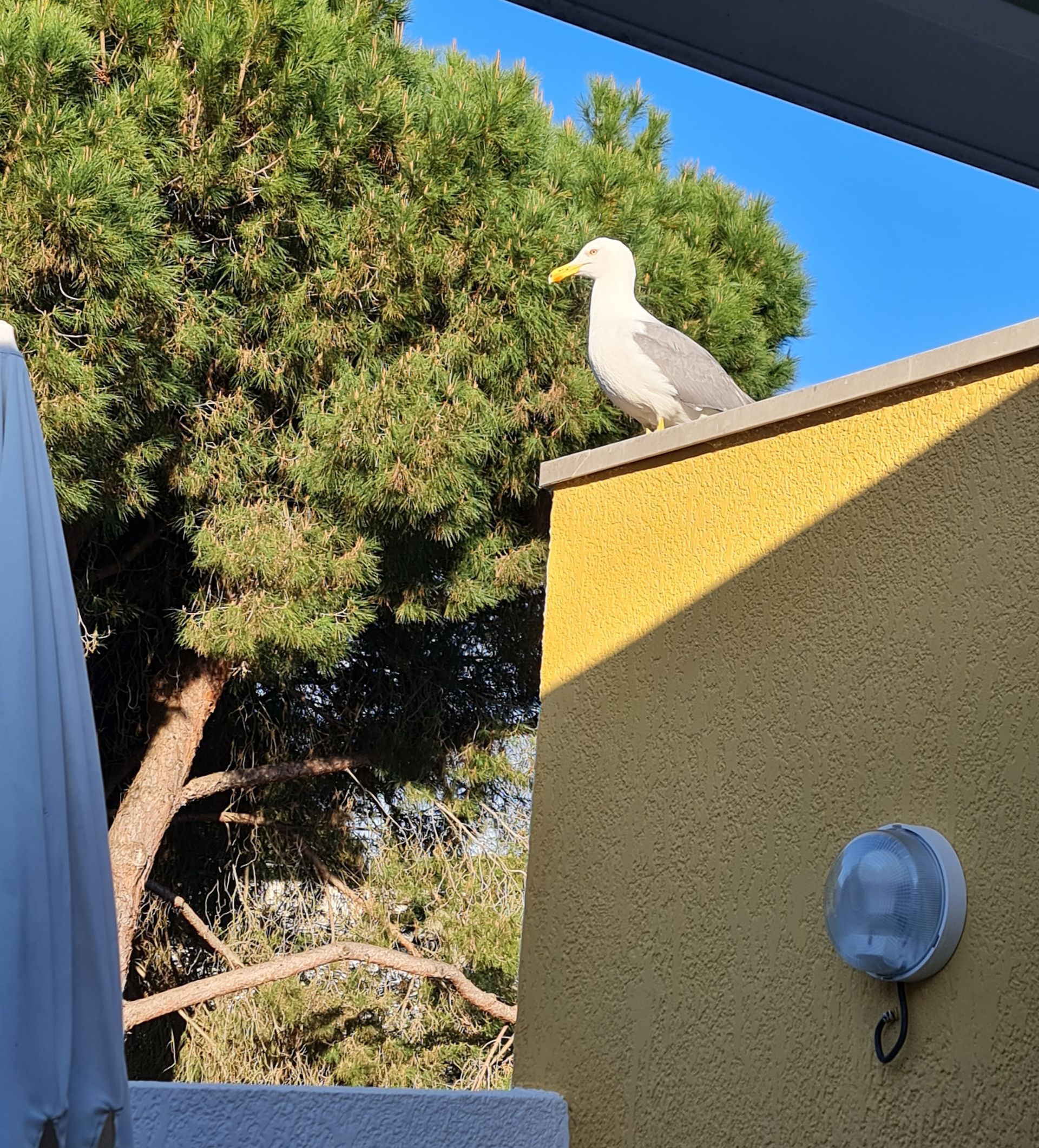 Haustier Möwe Foto by Viola Einert-Krug Möwe sitzt auf dem Dach der Terrasse