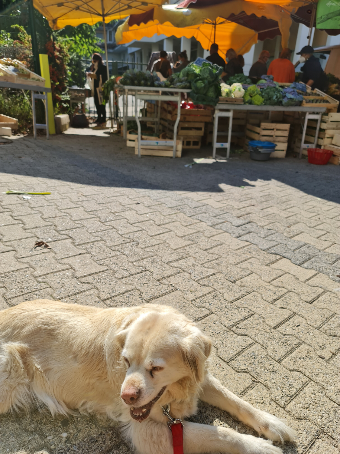 weißer Hund lieg auf dem Steinboden im Hintergrund Marktstände mit Obst und Gemüse