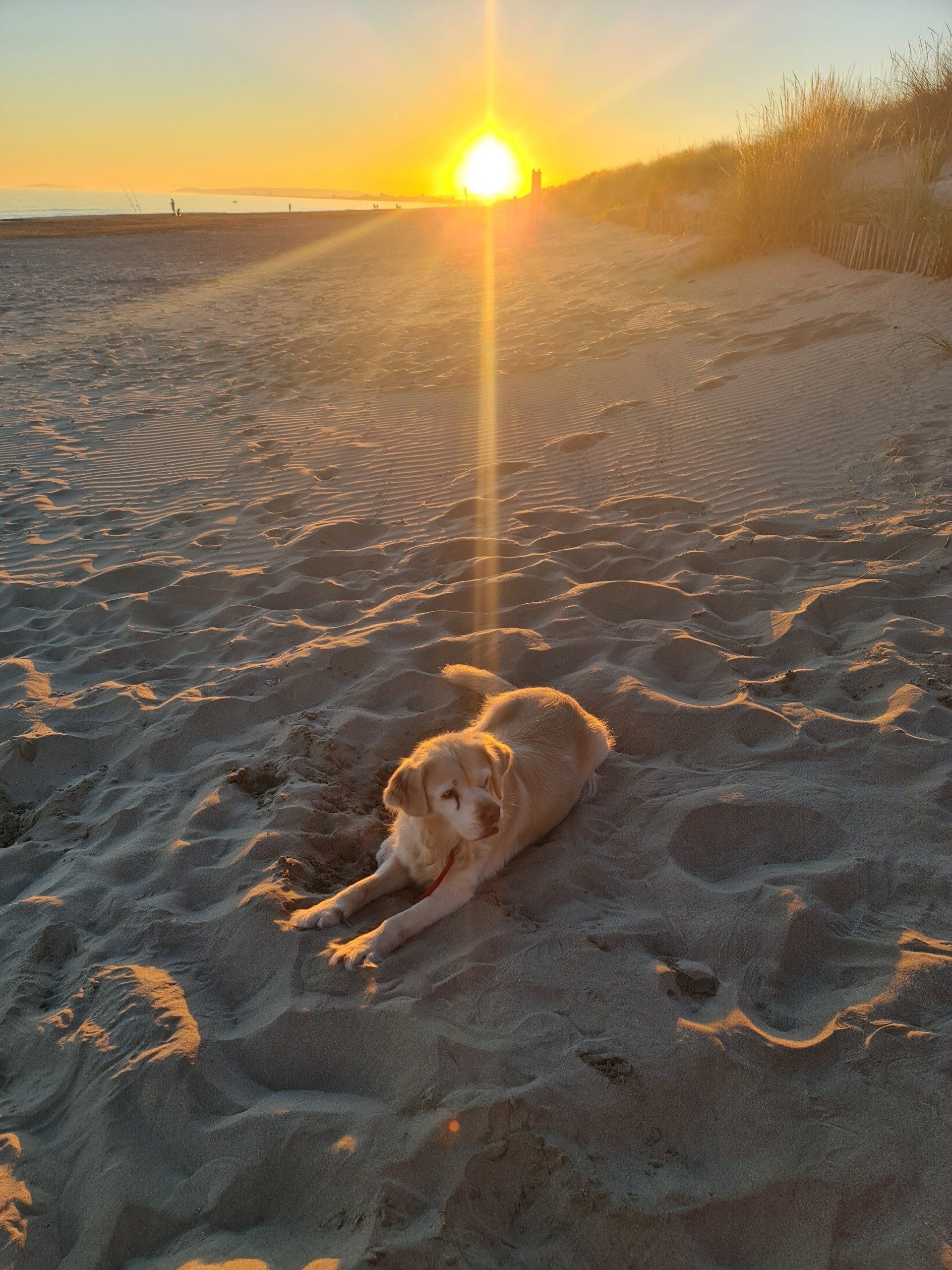 Hund am Strand Hund am Strand im sonnenuntergang