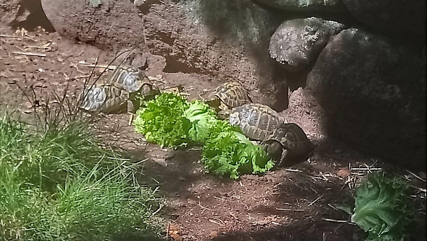 Fütterung der Schildkröten A Capulatta Korsika