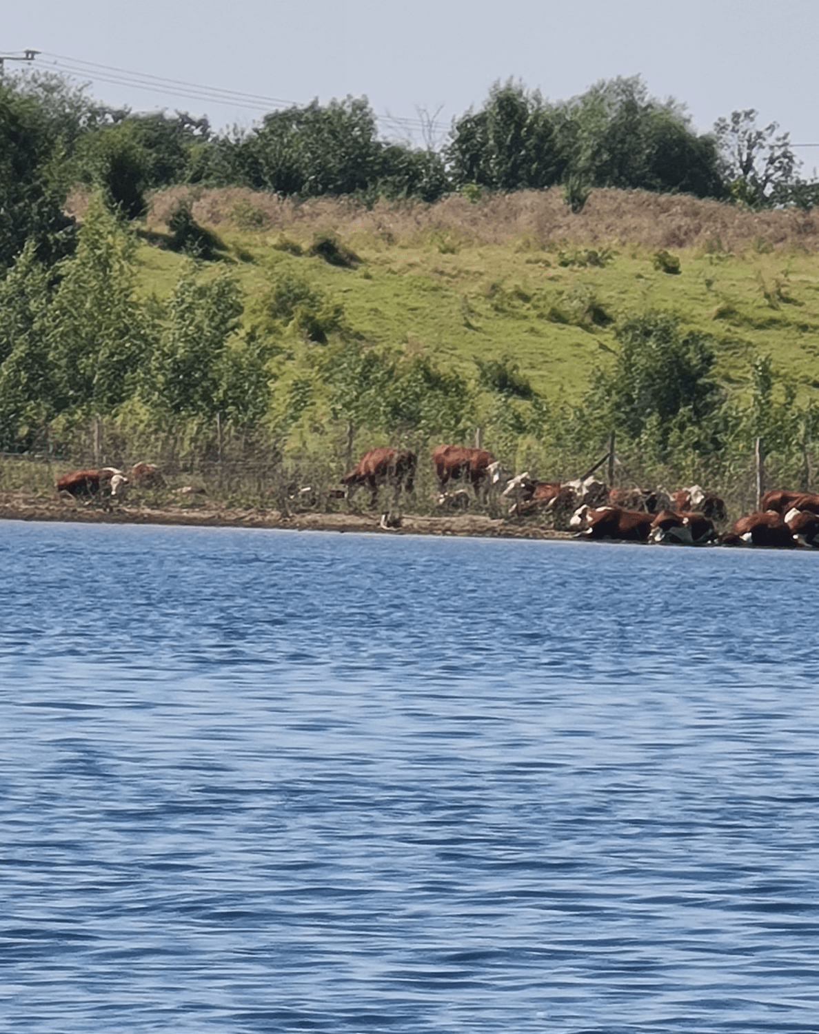 Kühe -am See-Zwenkau