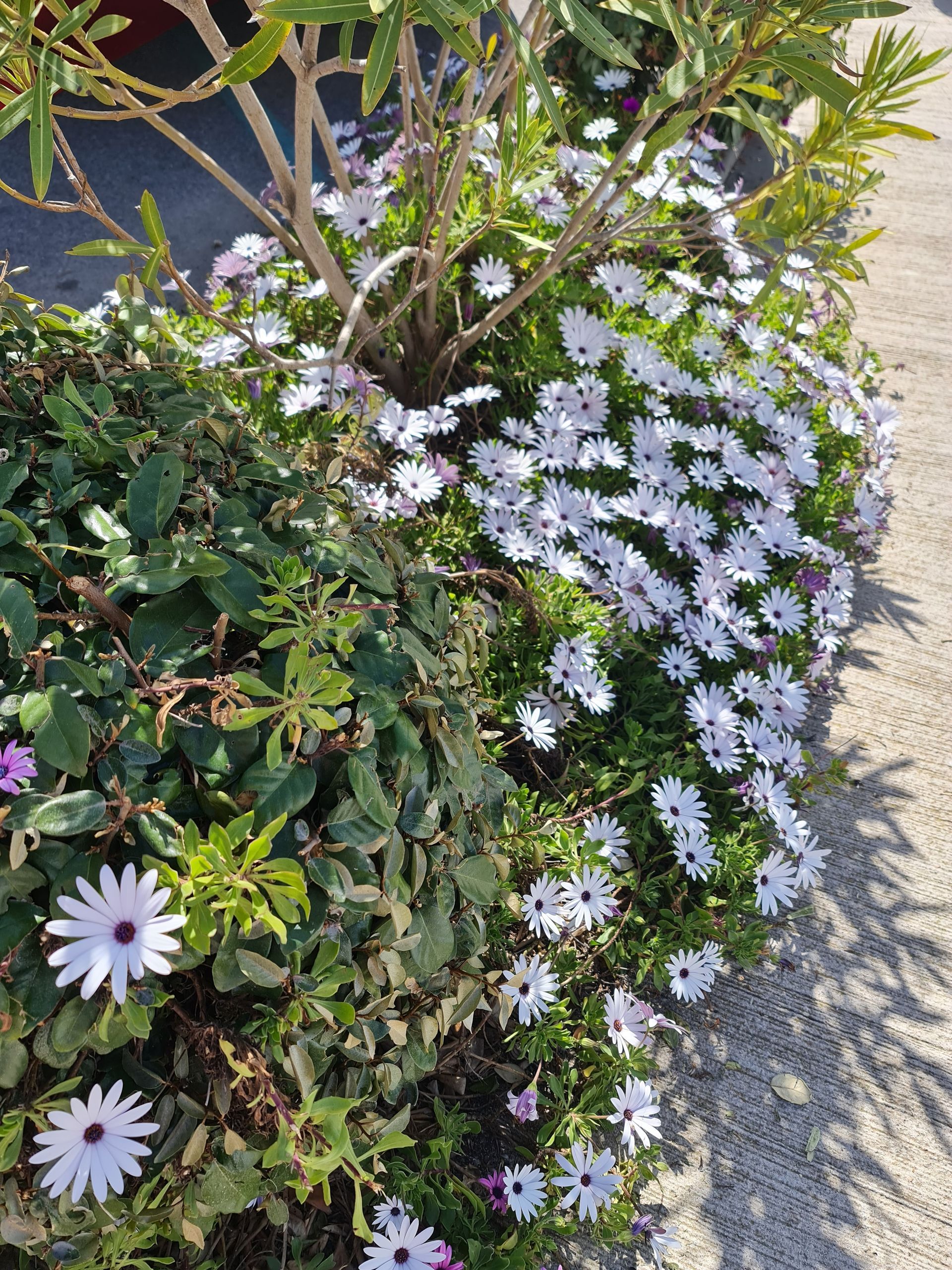 weiße Kapkörbchen im April in Frankreichs Süden in einem Blumenkasten