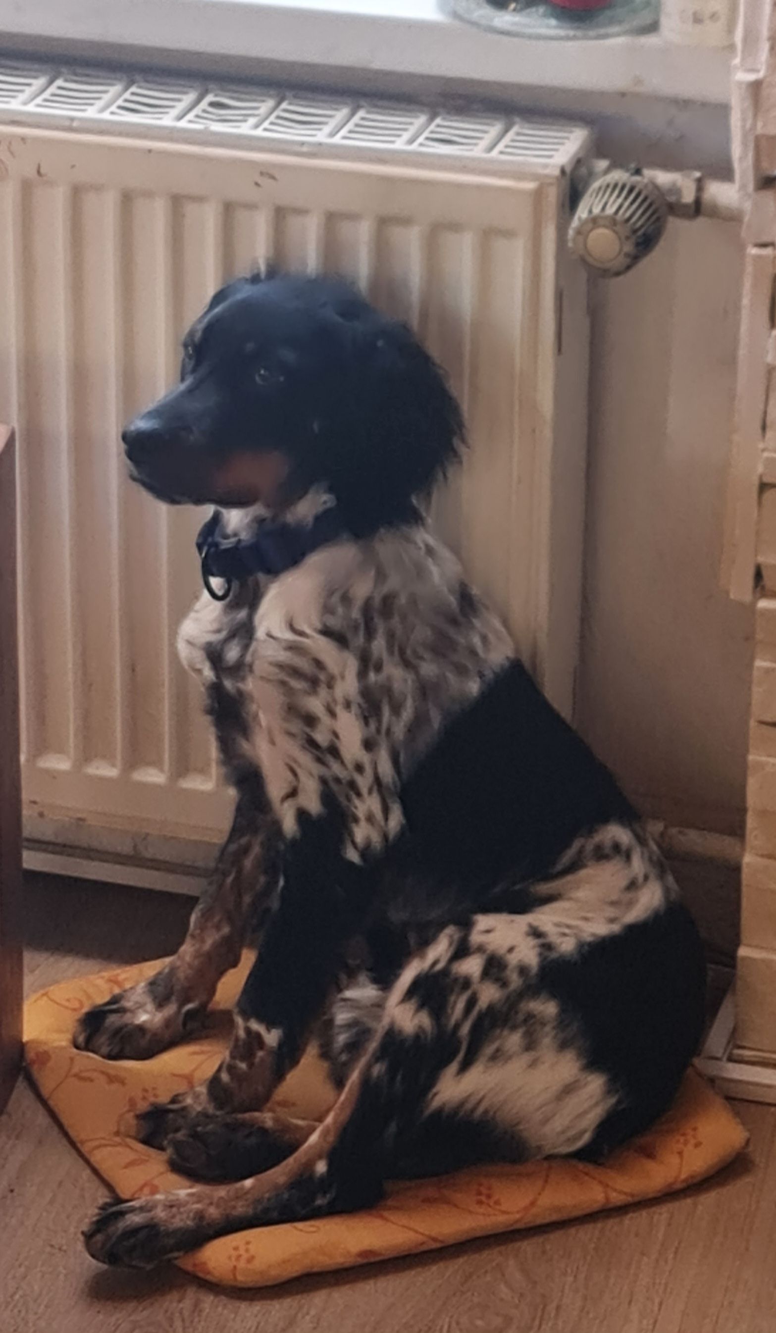 schwarz weißer Hund lehnt an der Heizung