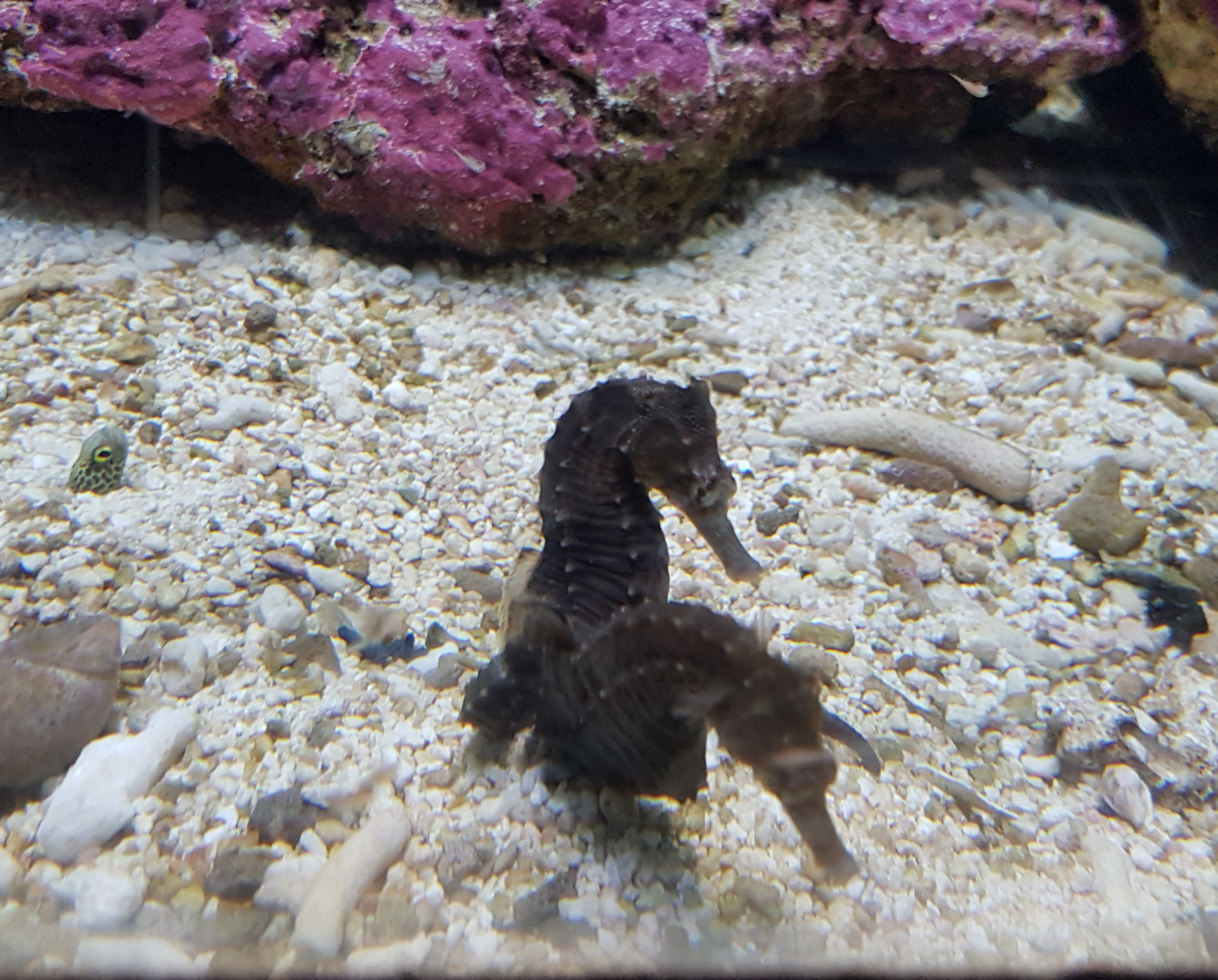 zwei Seepferdchen in der Unterwasserwelt