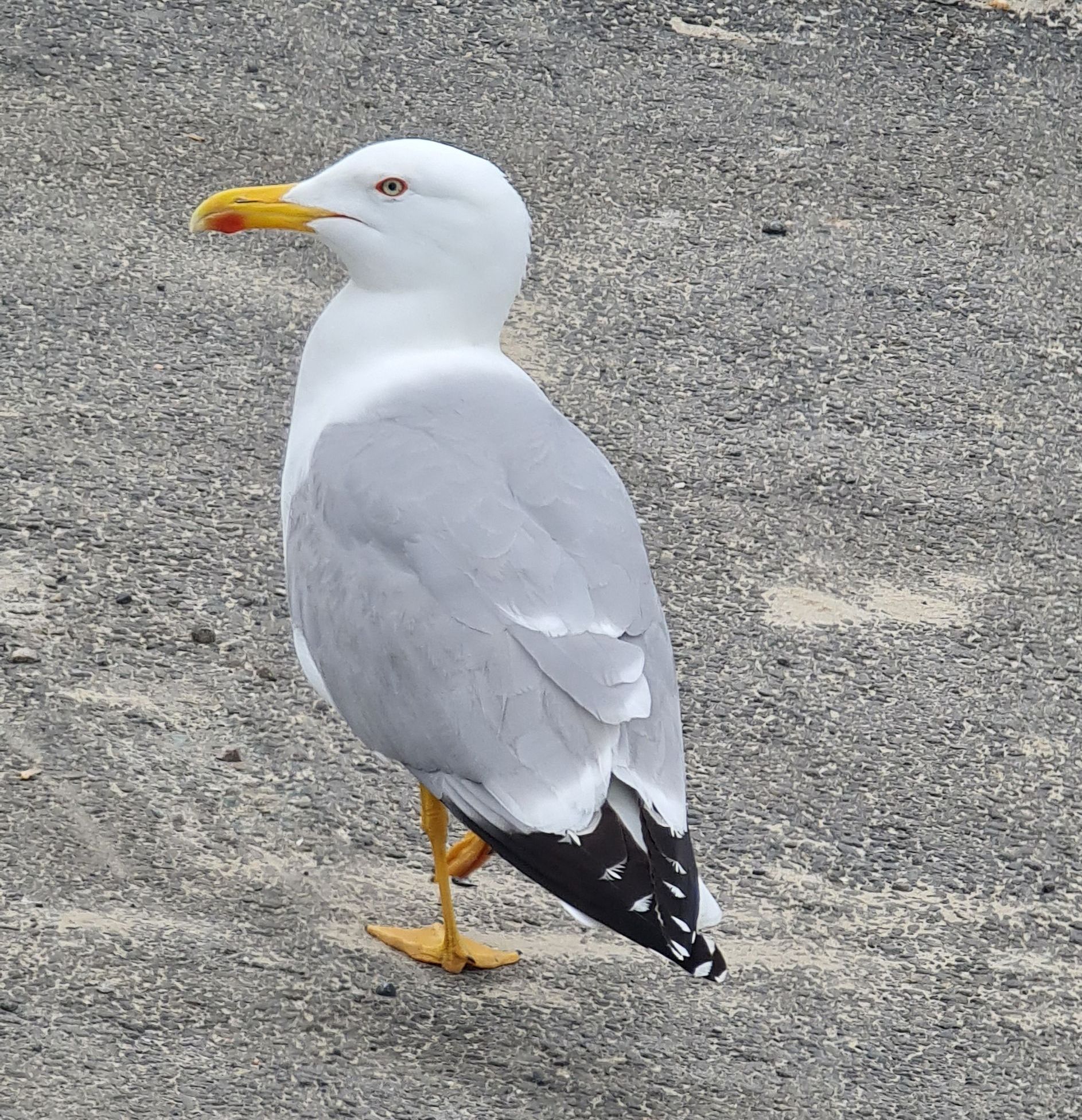 freche Möwe sitzt auf Steinen Photo by: Viola Einert-Krug Möwe sitzt auf Steinen