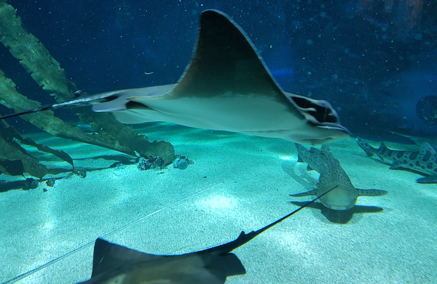 riesiger Rochen und Hai schweben durch das Wasser