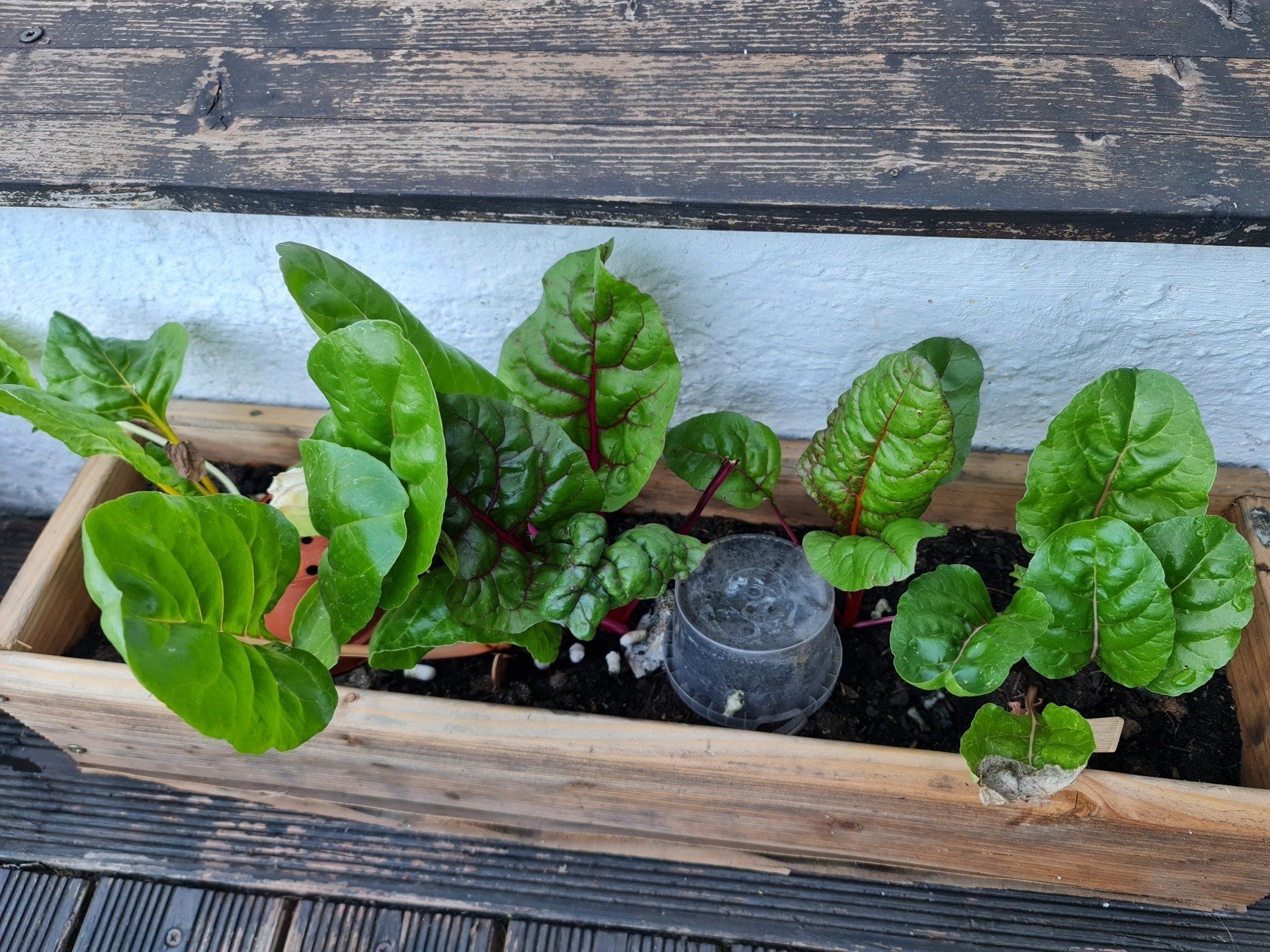 Mangold wächst in einer Kiste