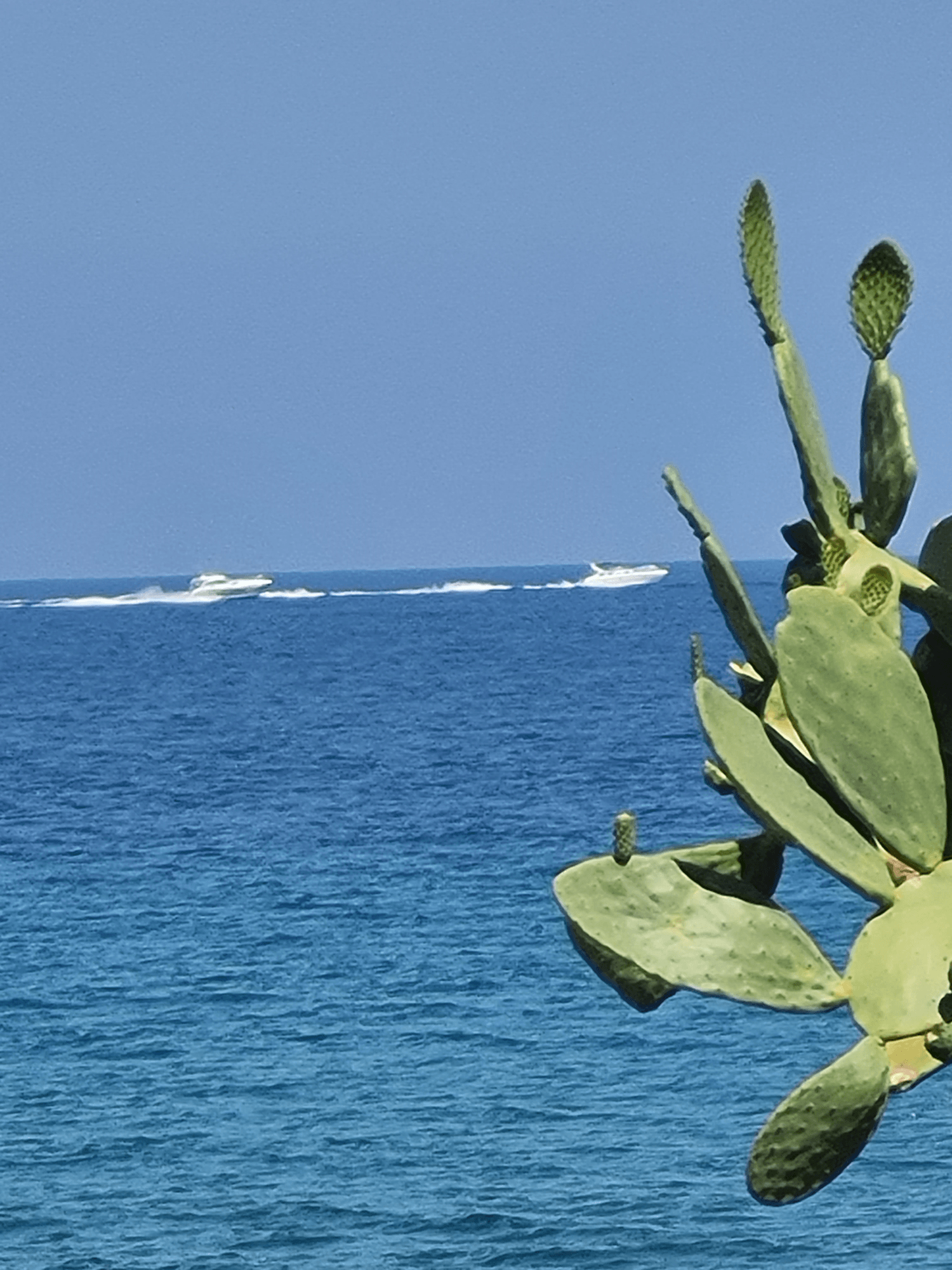 Blick auf Mittelmeer-blaues Wasser-Schiffe-Kakteenn