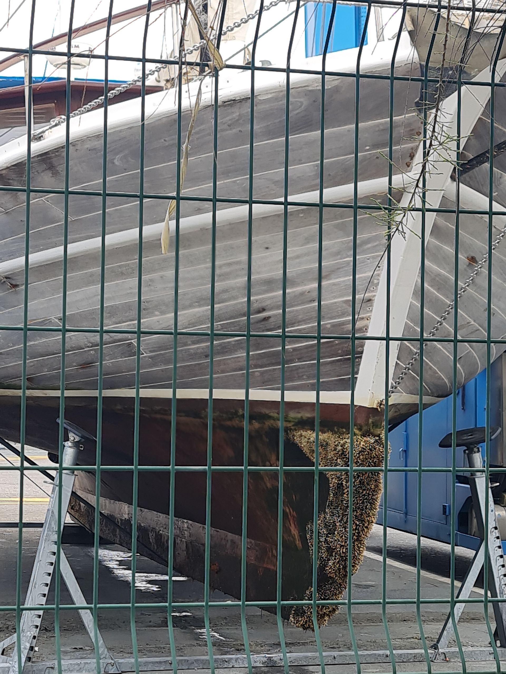 Boot in der Werft aus dem Wasser geholt-braune Muscheln an der Bootsspitze am Kiel