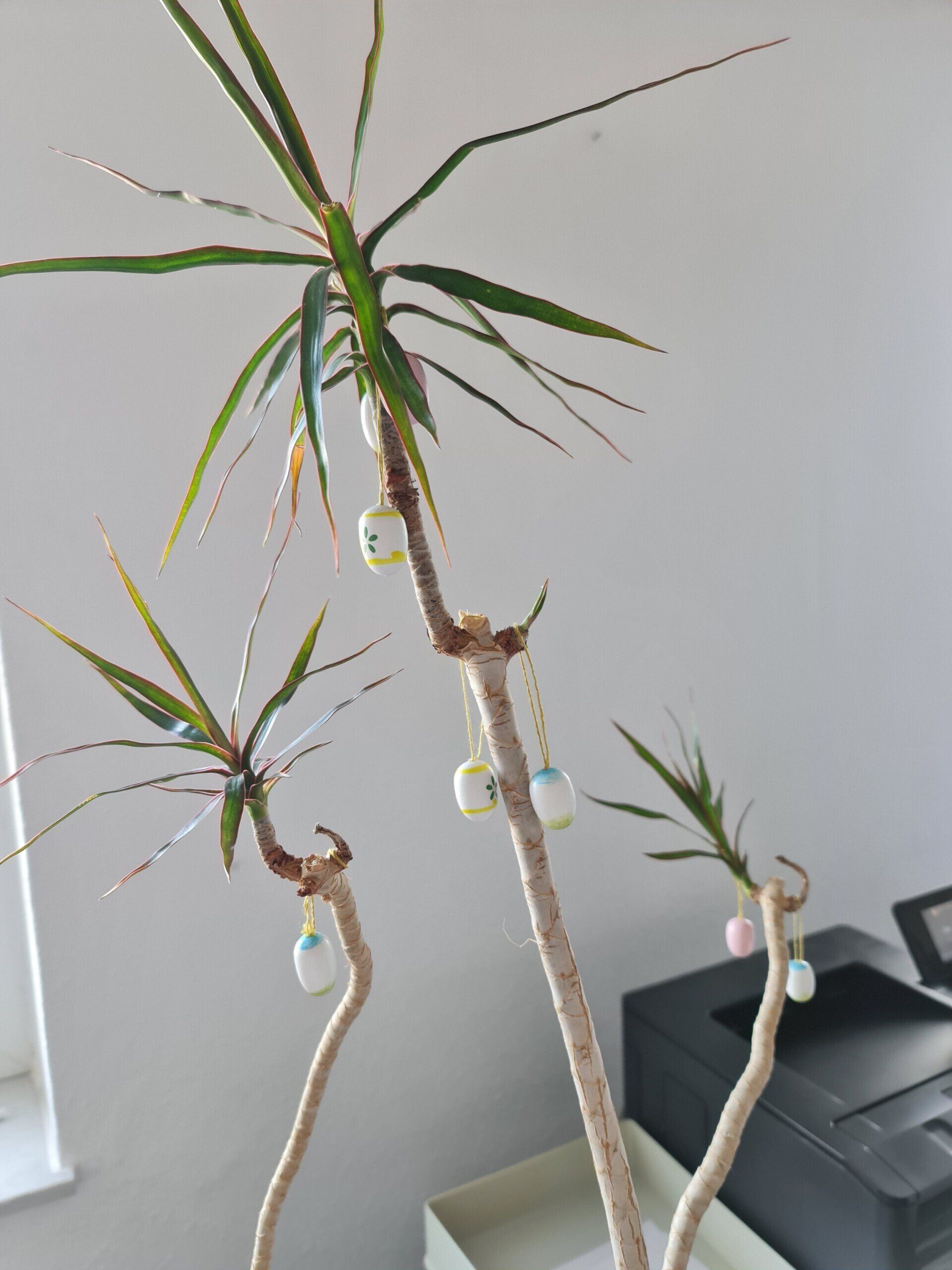 Oster-Drachenbaum Photo by: Viola Einert-Krug Drachenbaum mit Ostereiern