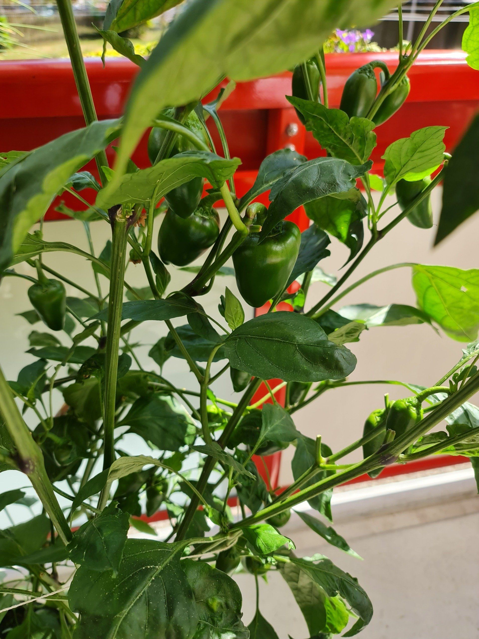 Paprika auf dem Balkon     Photo by: Viola Einert-Krug Paprika auf dem Balkon