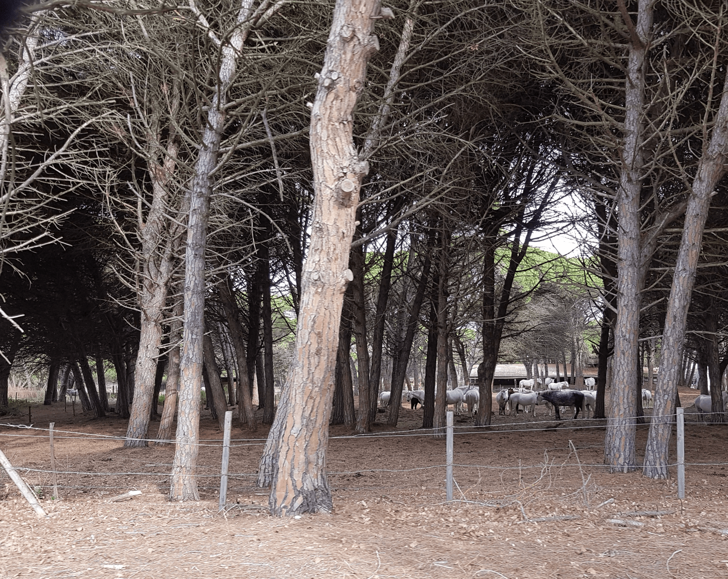 Pinienwald mit hohen Bäumen darunter stehen Pferde der Camargue - meist weiß