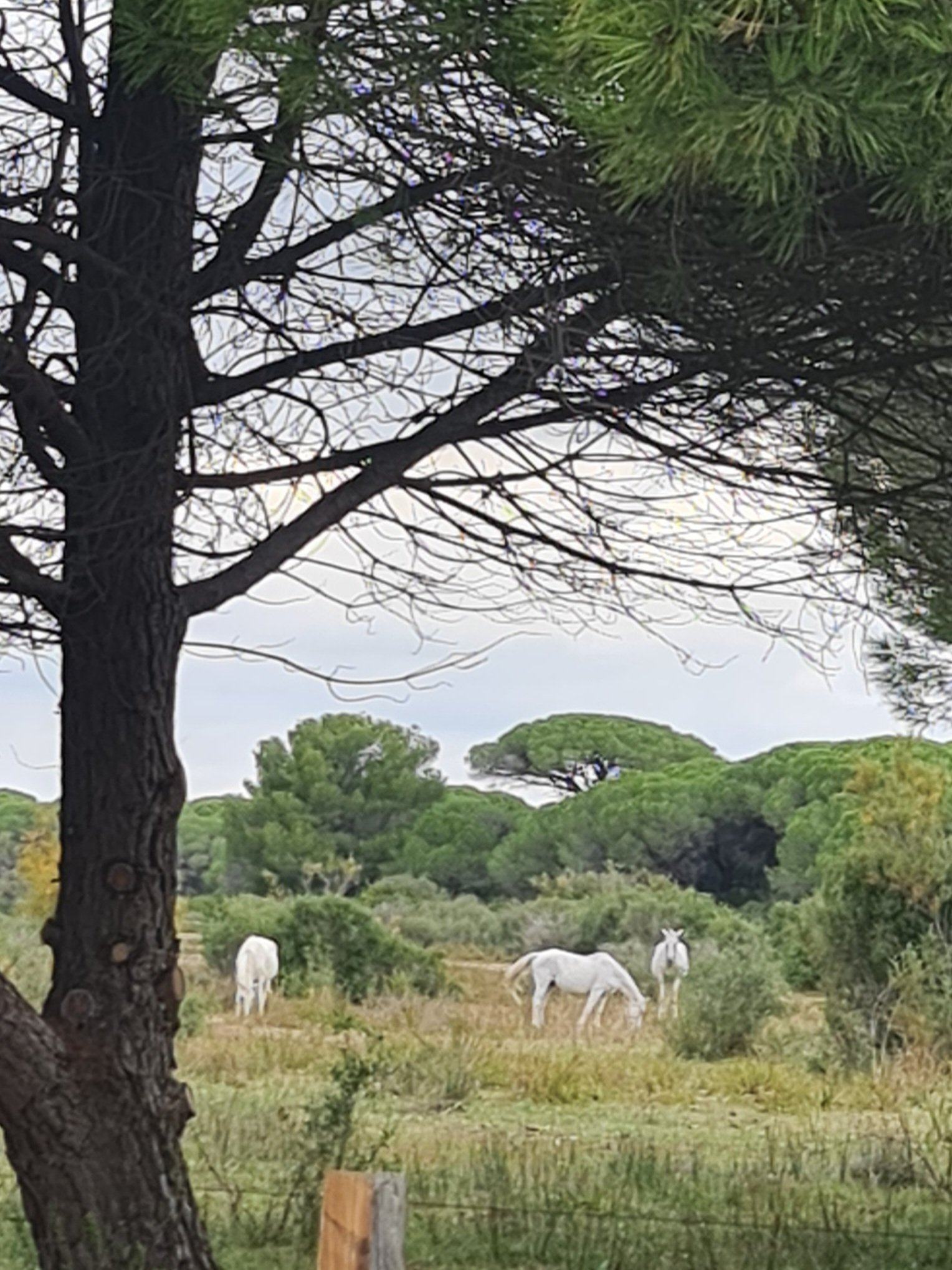 Die schönen Pferde der Camargue Photo by: Viola Einert-Krug weiße Pferde der Camargue