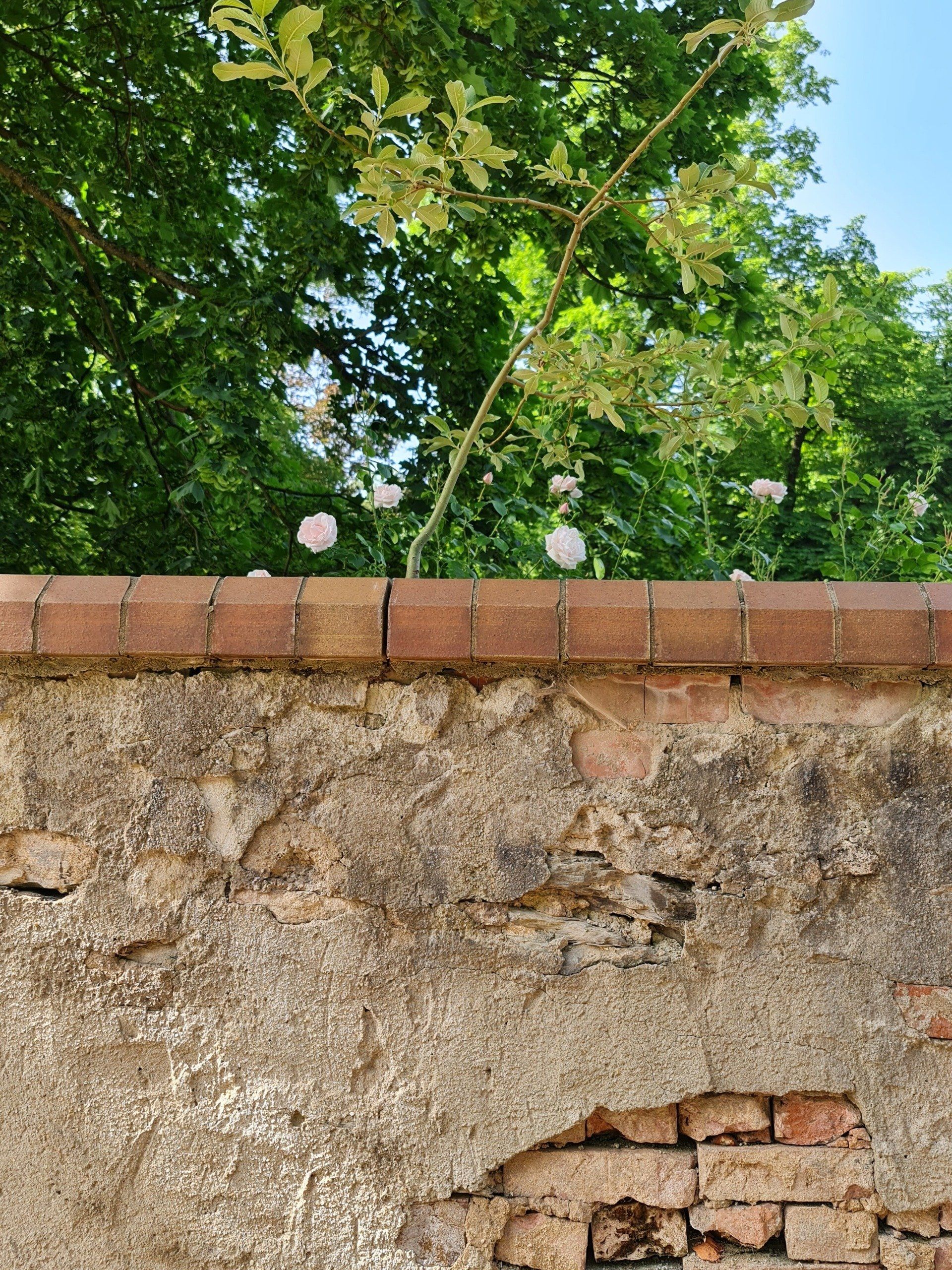 alte Schlossmauer und eine Rose darüber  im Hintergrund Bäume
