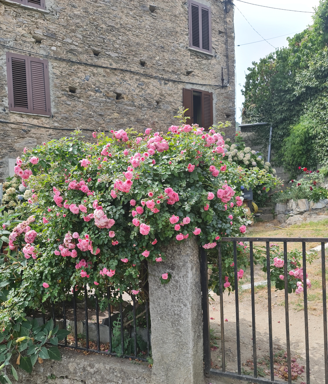 romantischer Anblick - Rosen auf Korsika - an den Häusern finden sich schöne Blumen. Photo by: Viola Einert-Krug Rosen auf Korsika - romantisch im Bergdorf