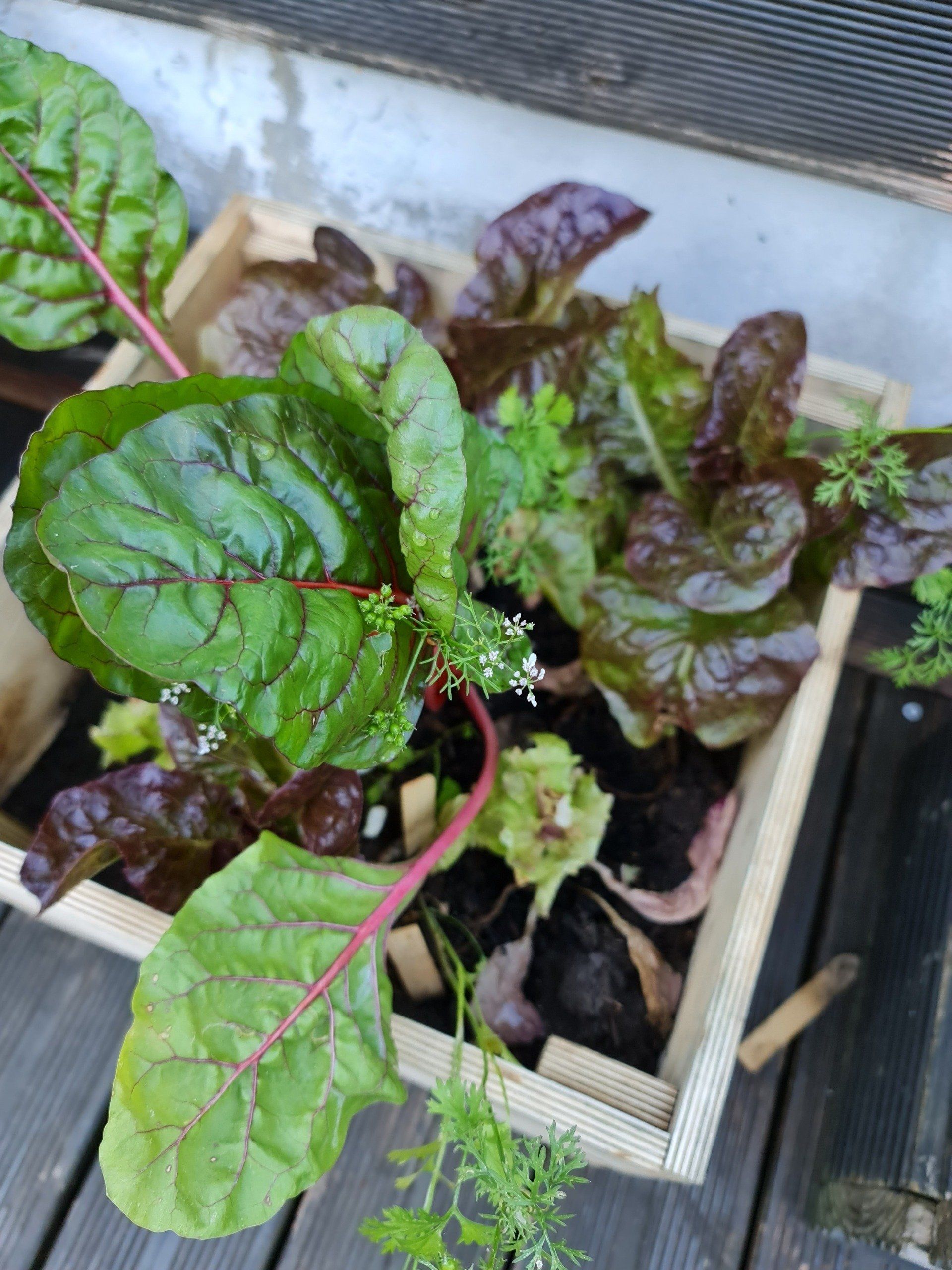 Salat wächst in einer Kiste