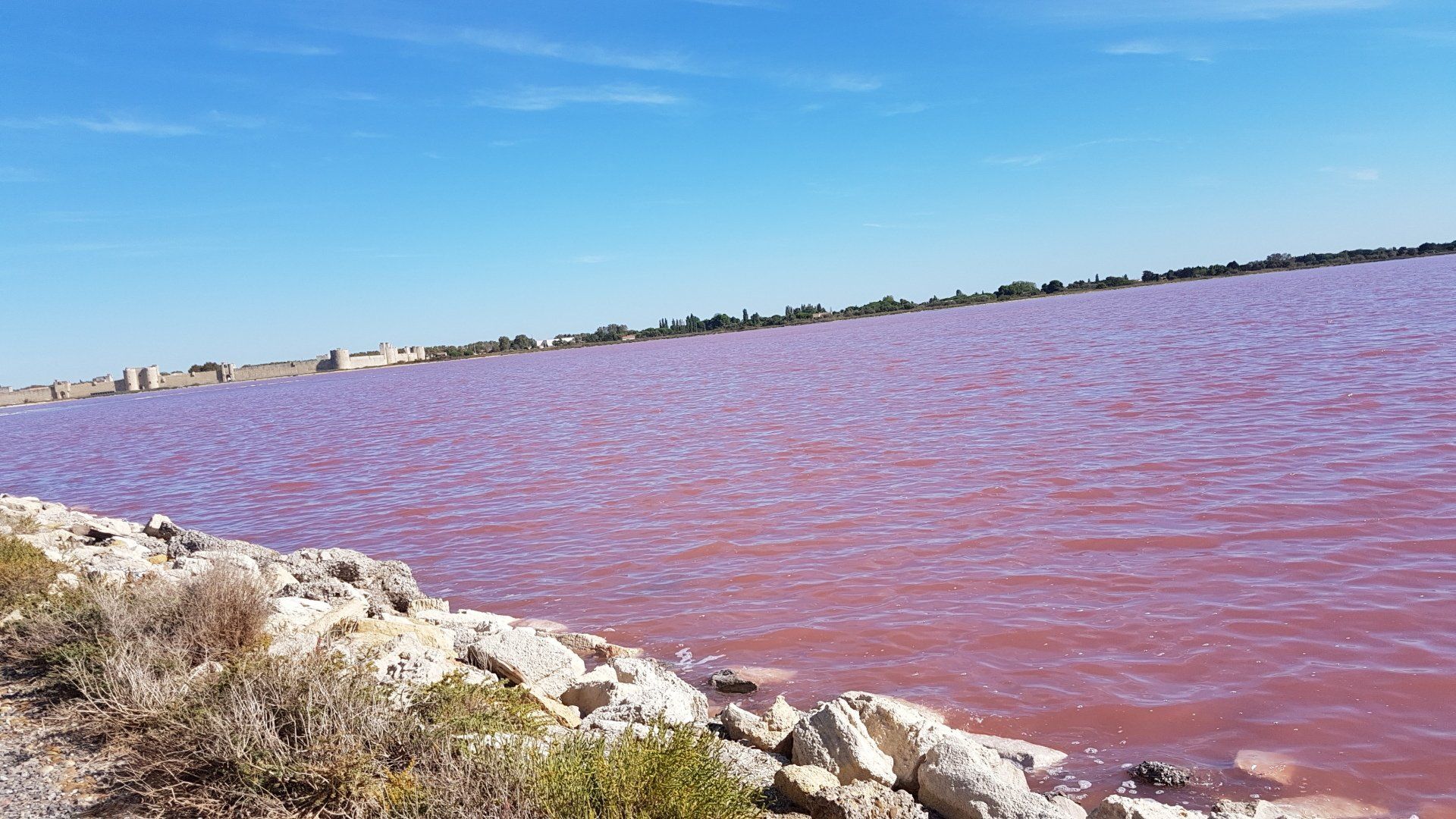 Salzsee in rosa-lila vor strahlend blauem Himmel Saline du Midi bei Le Grau du Roi