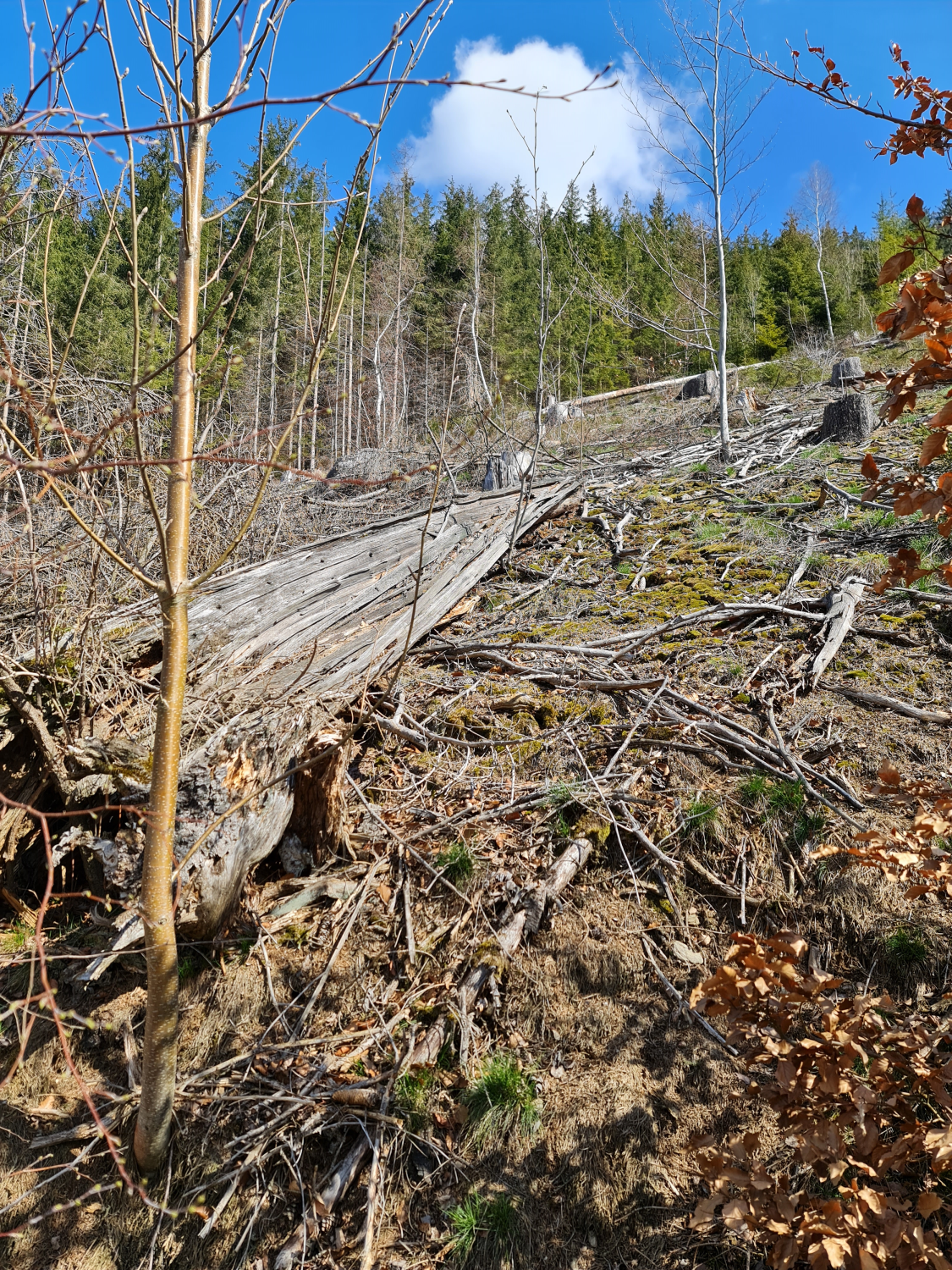 Waldschäden im Erzgebirge