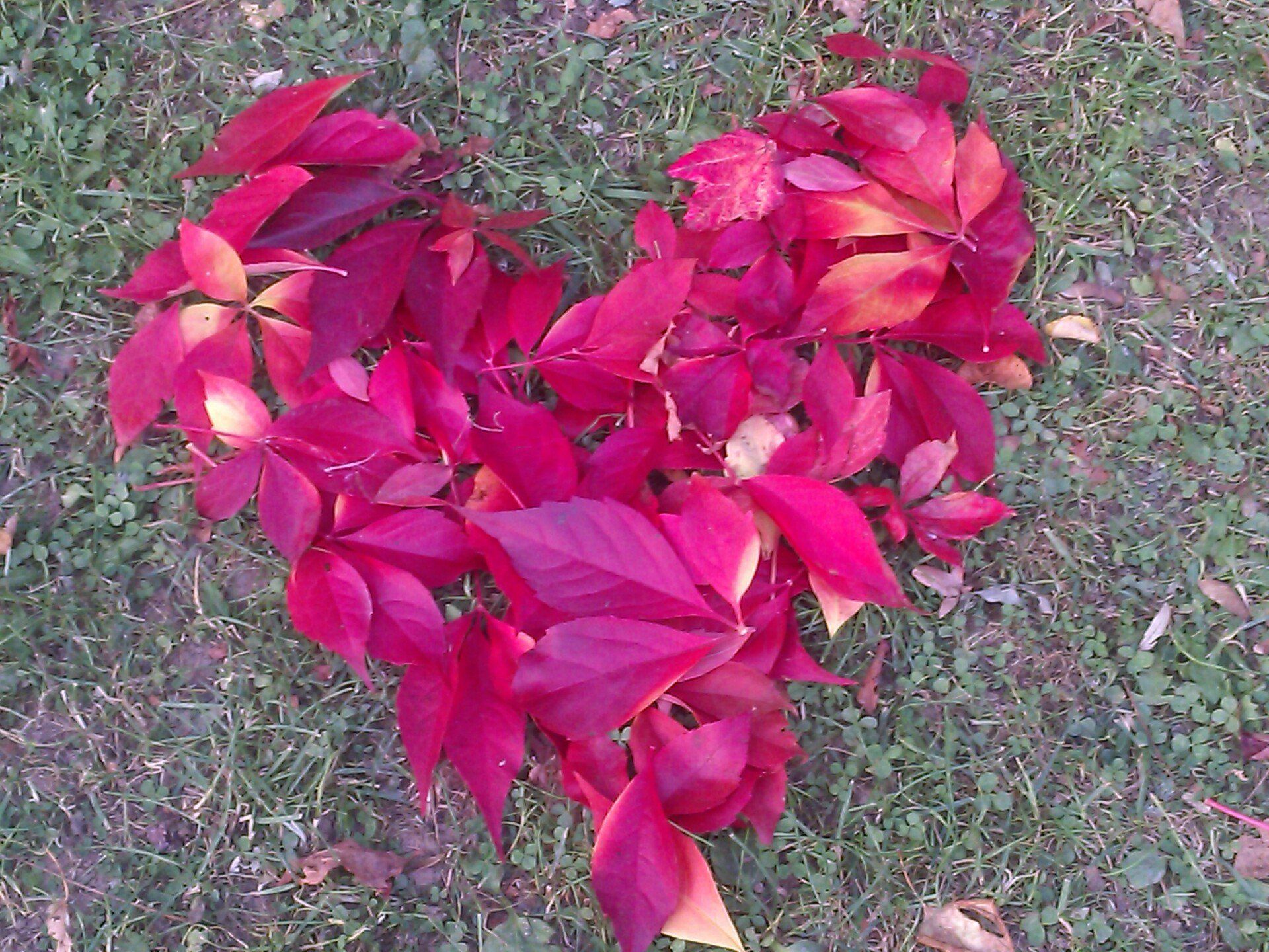 rotes Herz aus Blättern - gestaltet und fotografiert von Viola Einert-Krug rote Weinblätter wurden auf der Wiese zu einem Herz gelegt