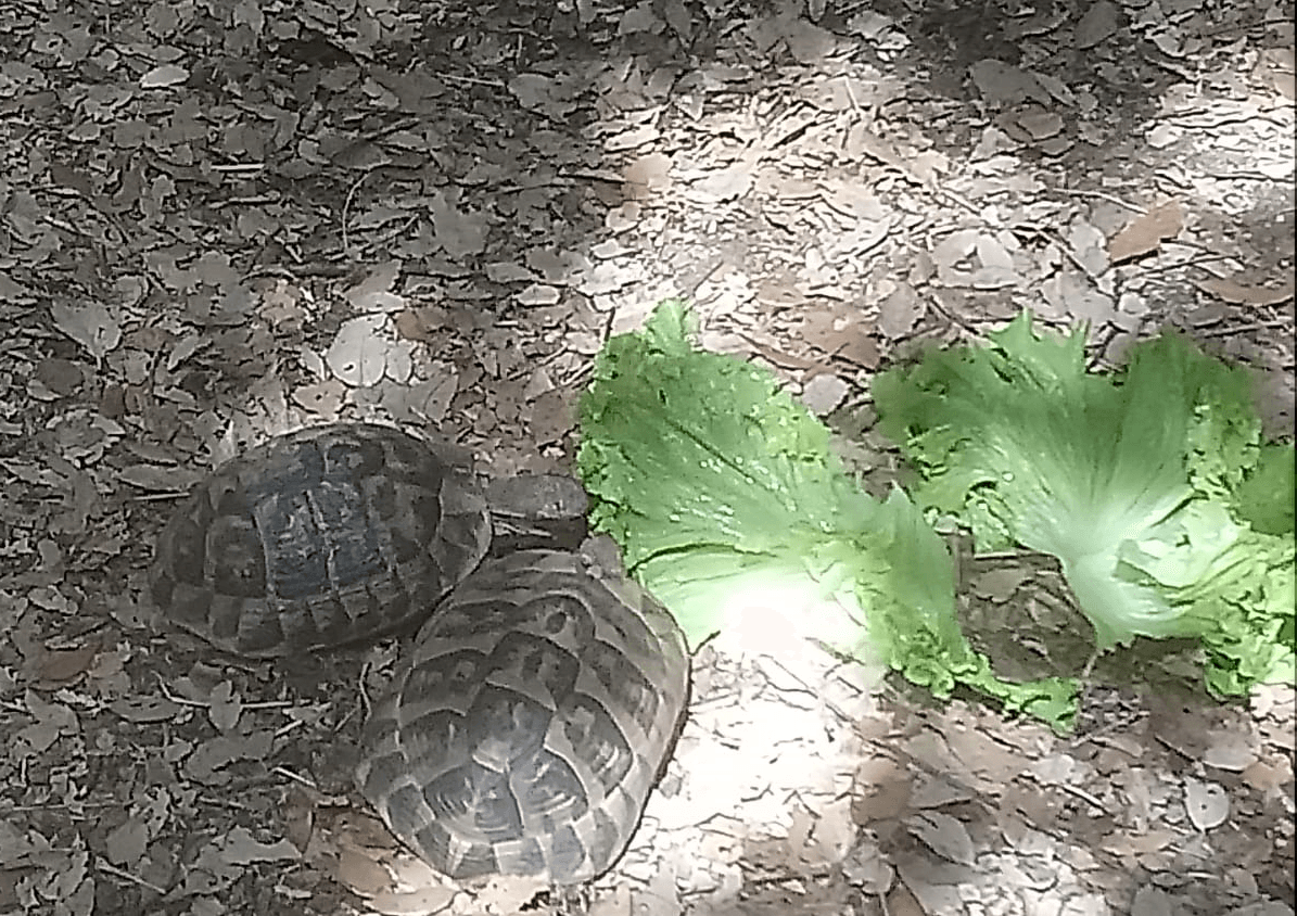 Korsika Ajaccio Schildkrötenpark Schildkröten