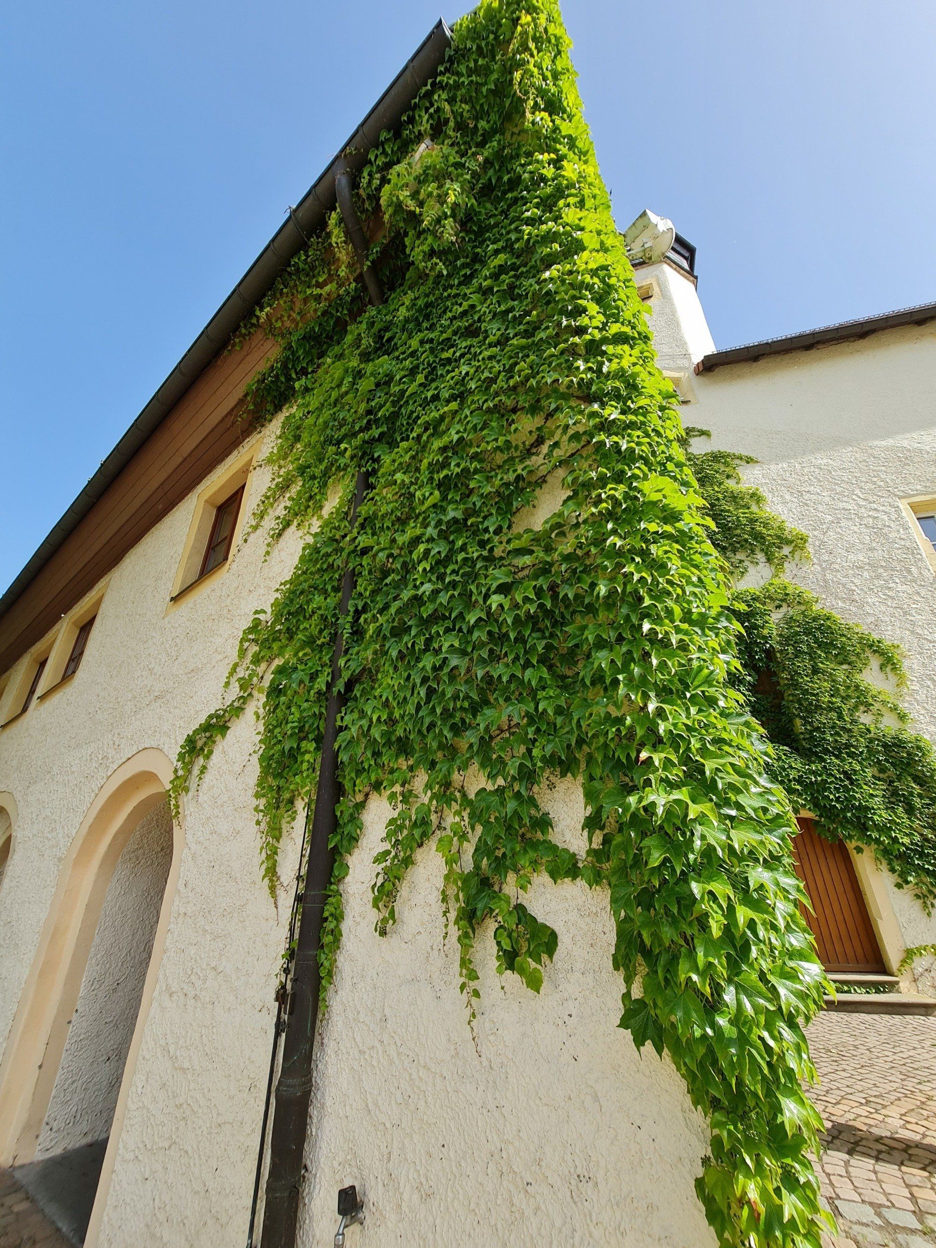 Mauer eines hohen Gebäudes mit wildem Wein bewachsen