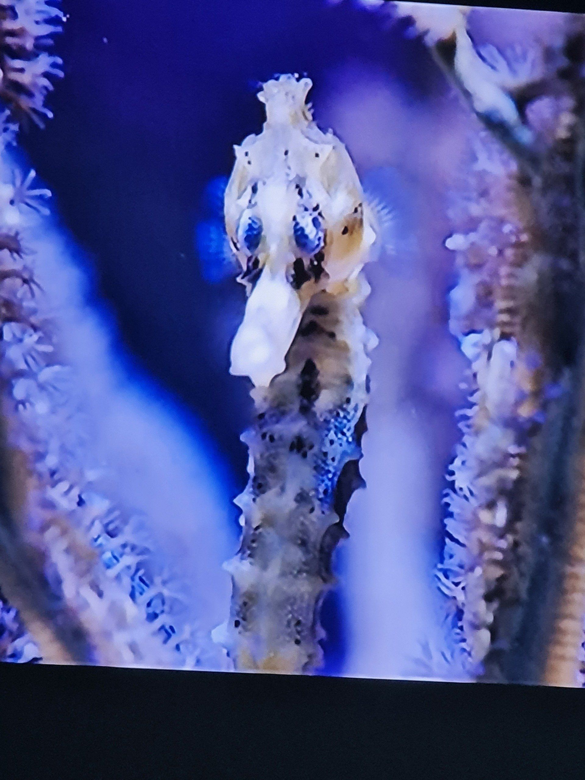 Seepferdchen  der Camargue