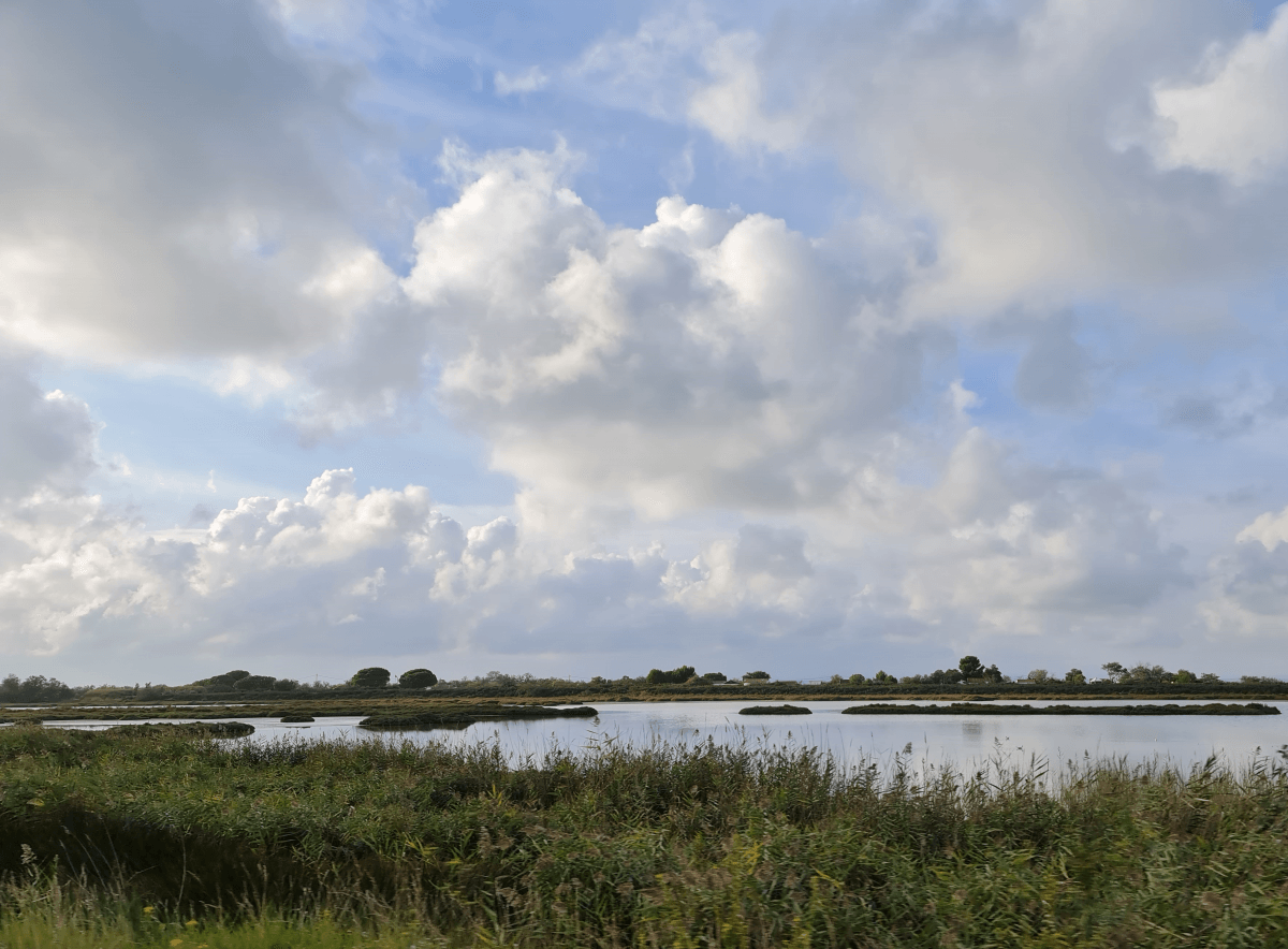 Salzwiesen in Südfrankeich