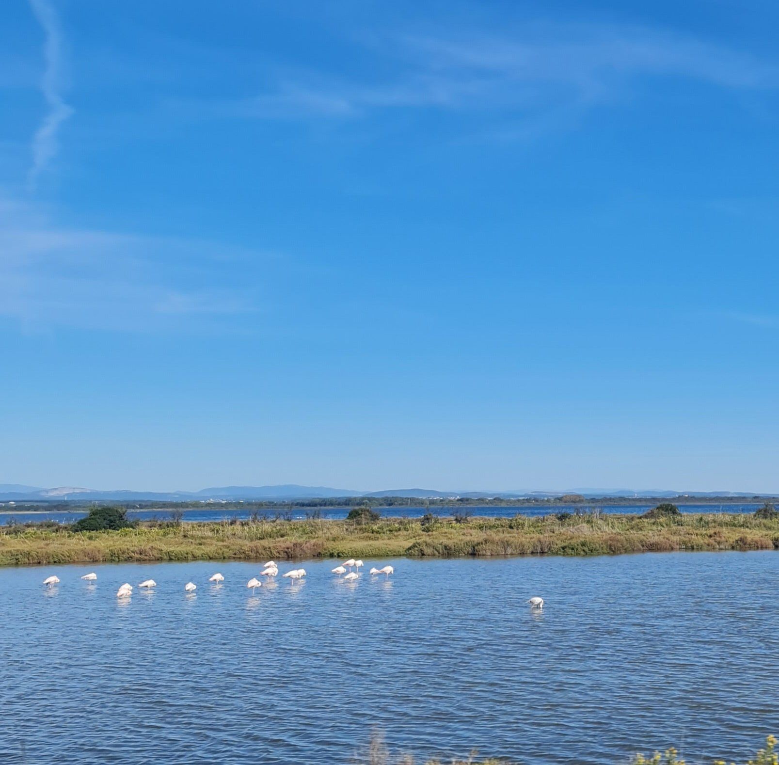 Flamingos im blauen Mittelmeer Sonne Himmel und blaues Mittelmeer mit Flamingos