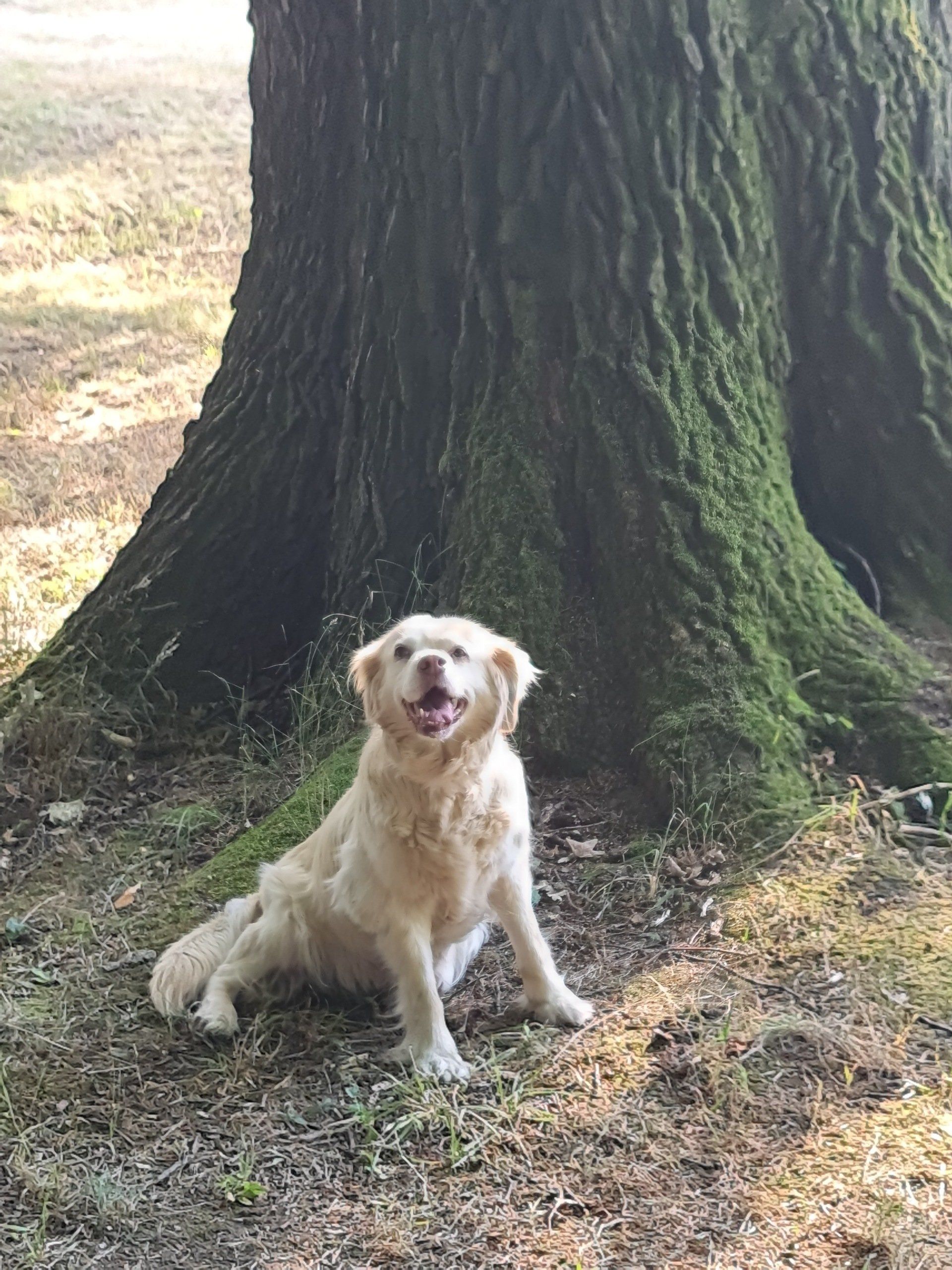 Spaziergang im Park Photo by: Viola Einert-Krug weißer Hund vor einem dicken Baum