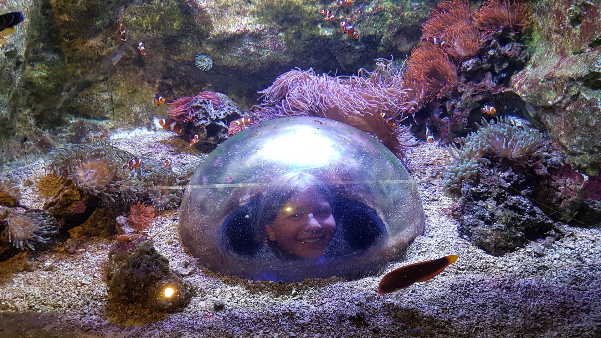 Kuppel in einem Aquarium zum hineinkriechen