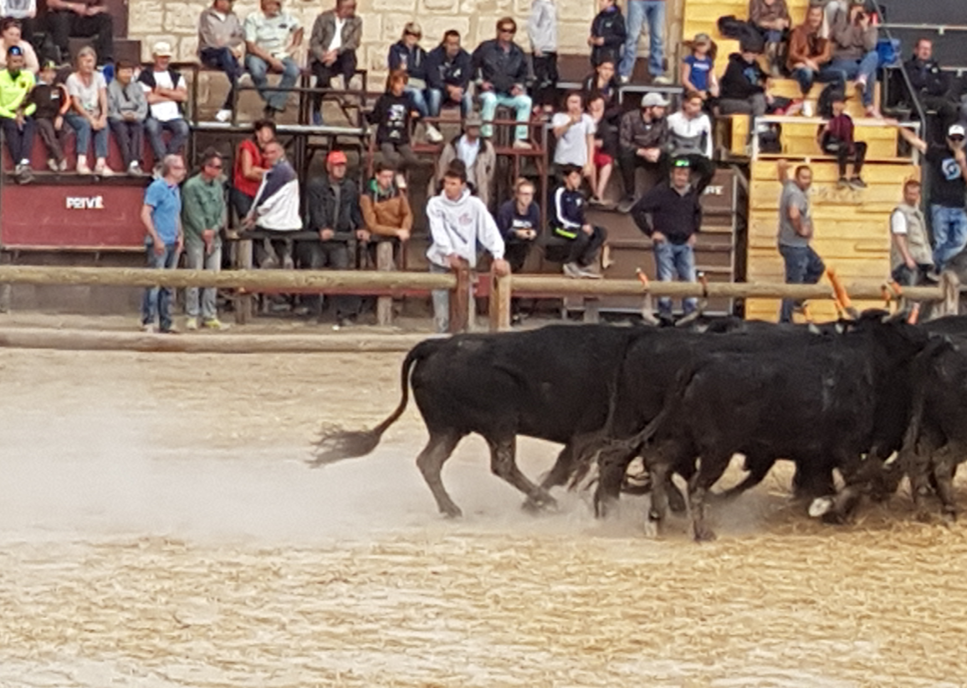 schwarze Stiere in der Arena im Hintergrund Leute