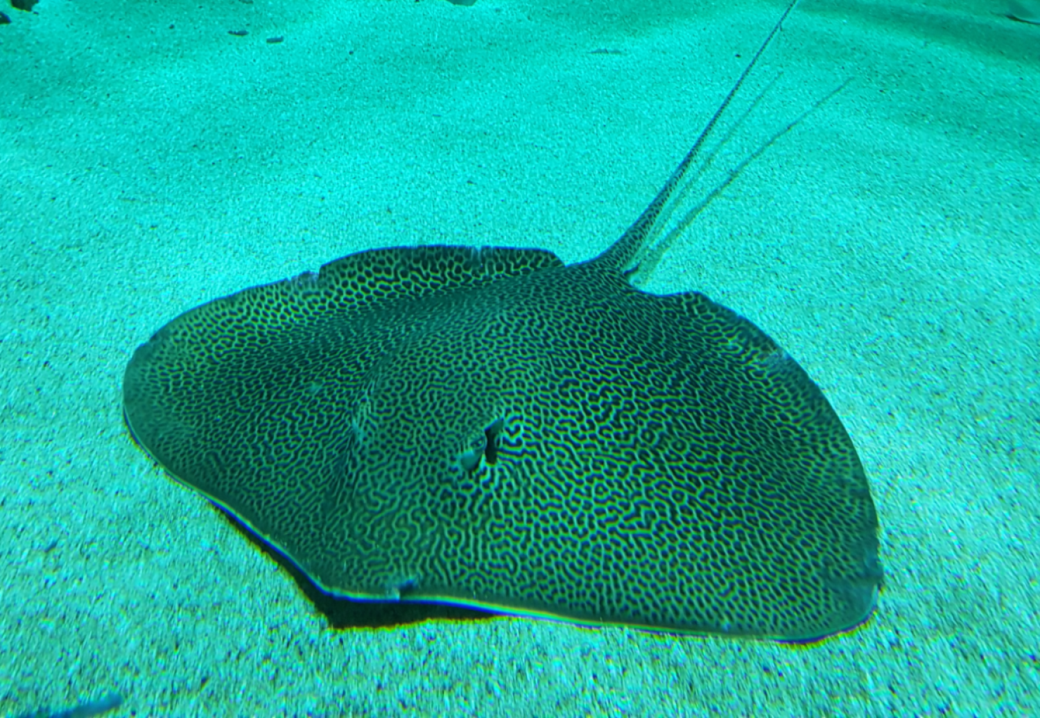 riesiger Rochen im Wasser