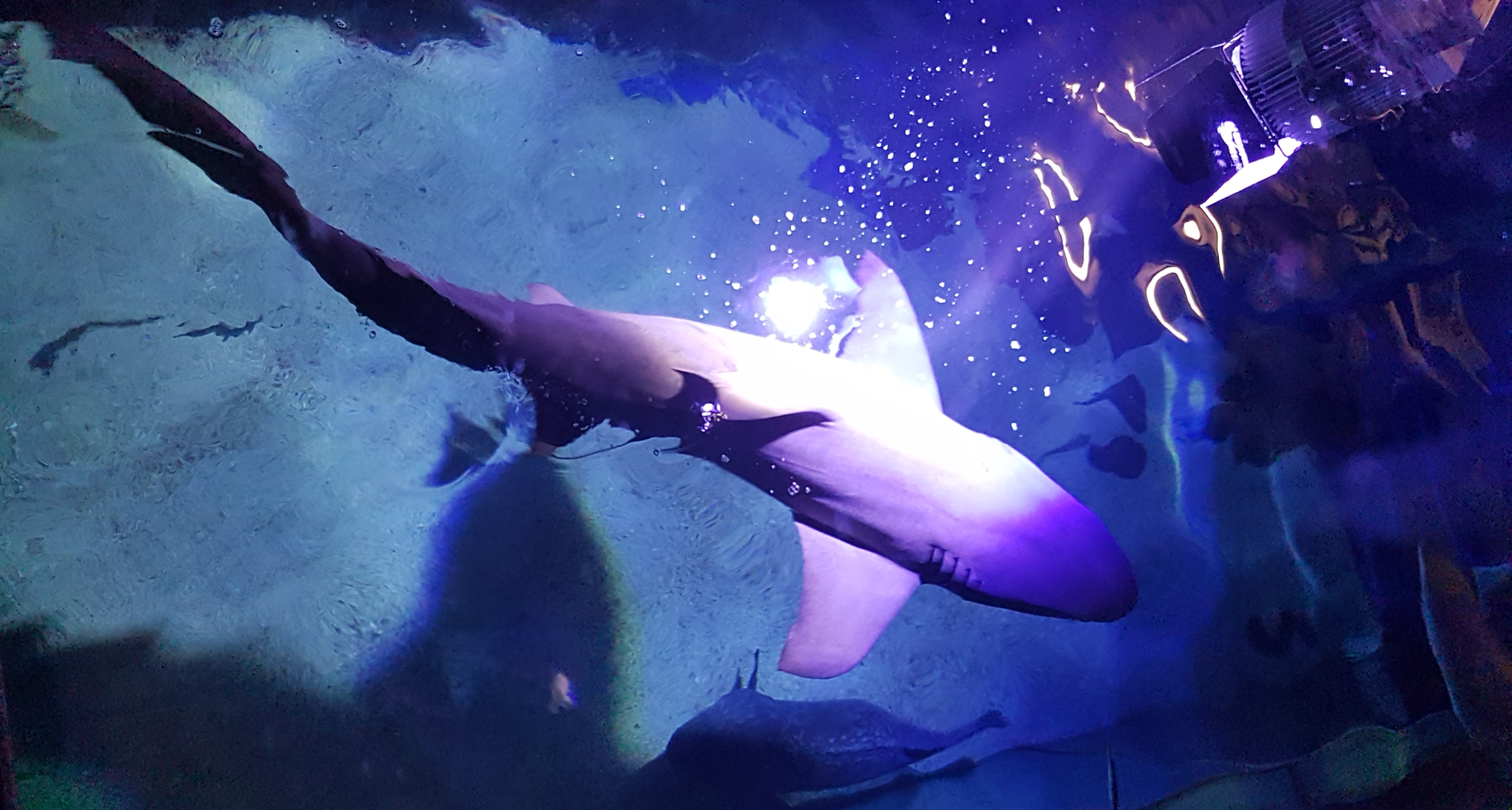 Haie im Seaquarium