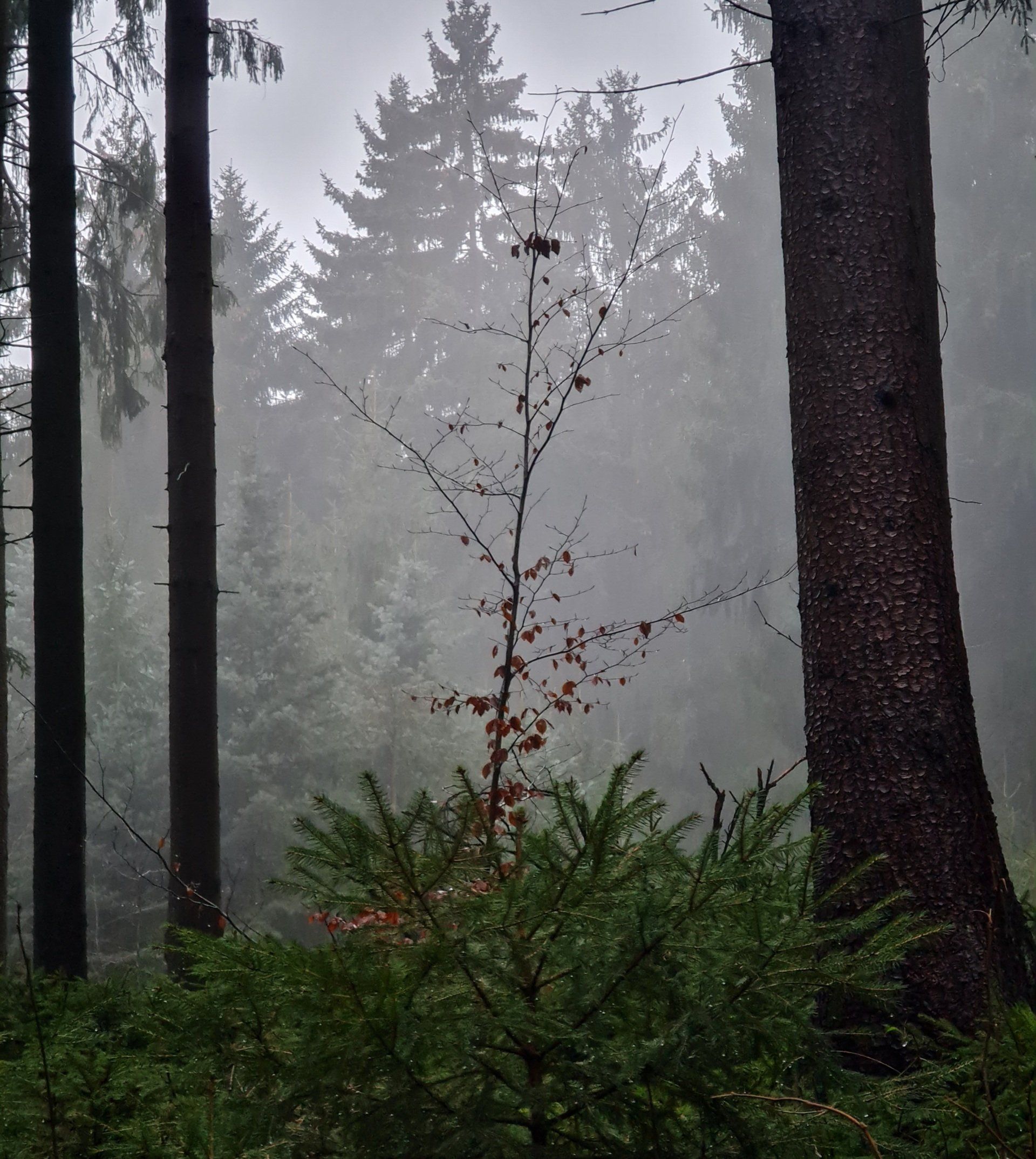 Trauer Photo by: Viola Einert-Krug Nebel im Wald