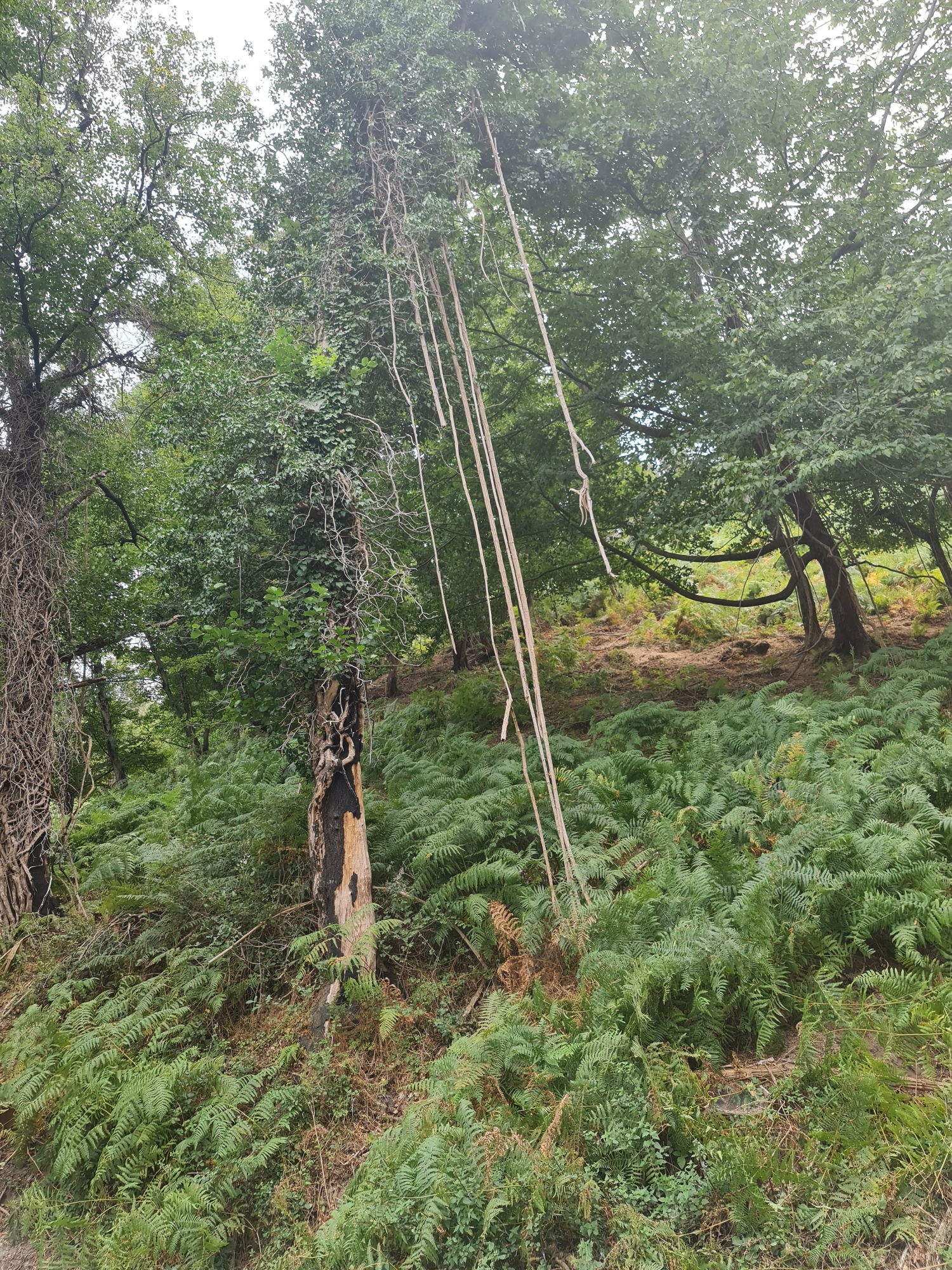 Wald mit Lianen- in Korsika-Berge