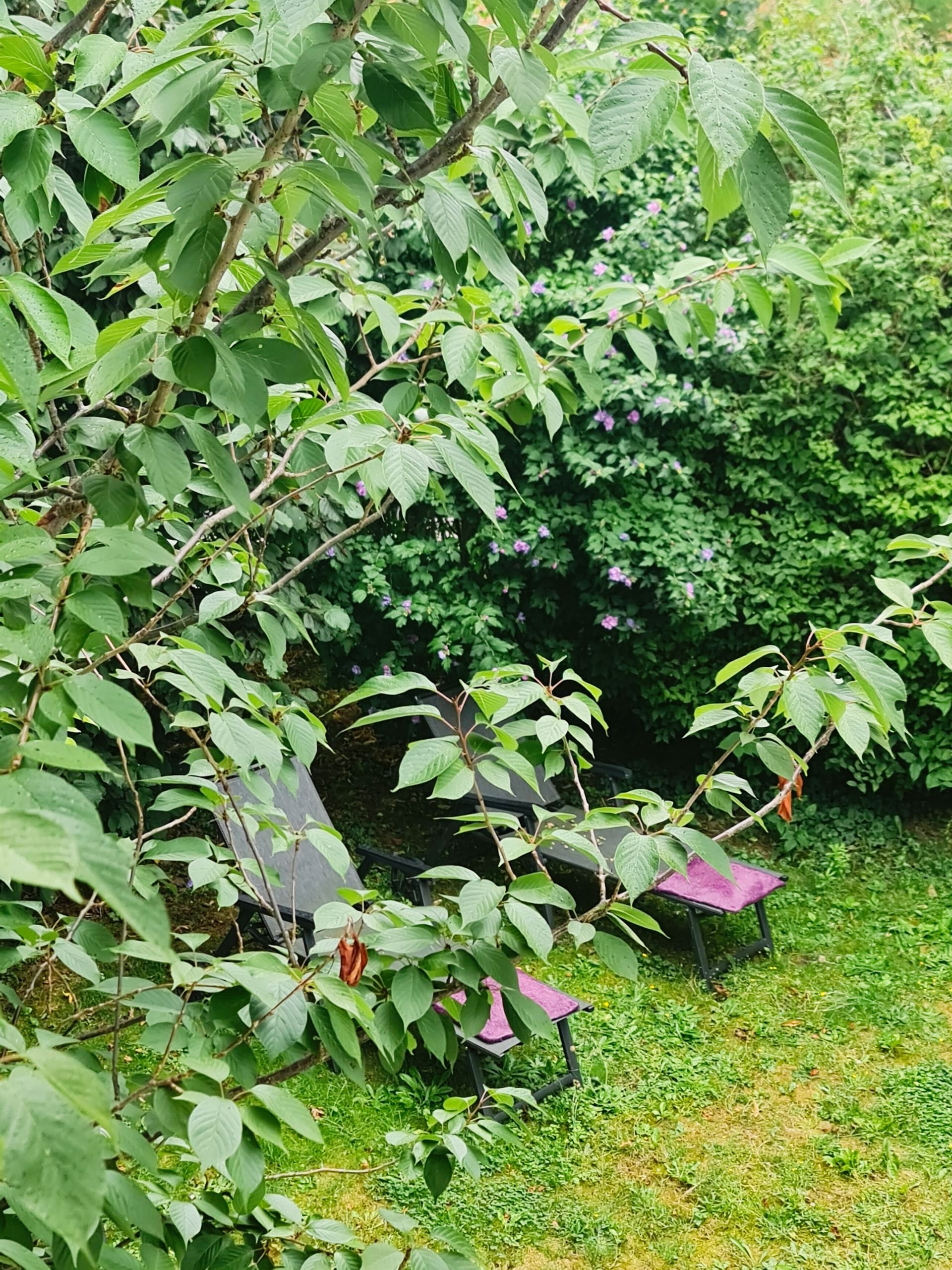 Liegestühle unter einem Baum im Garten
