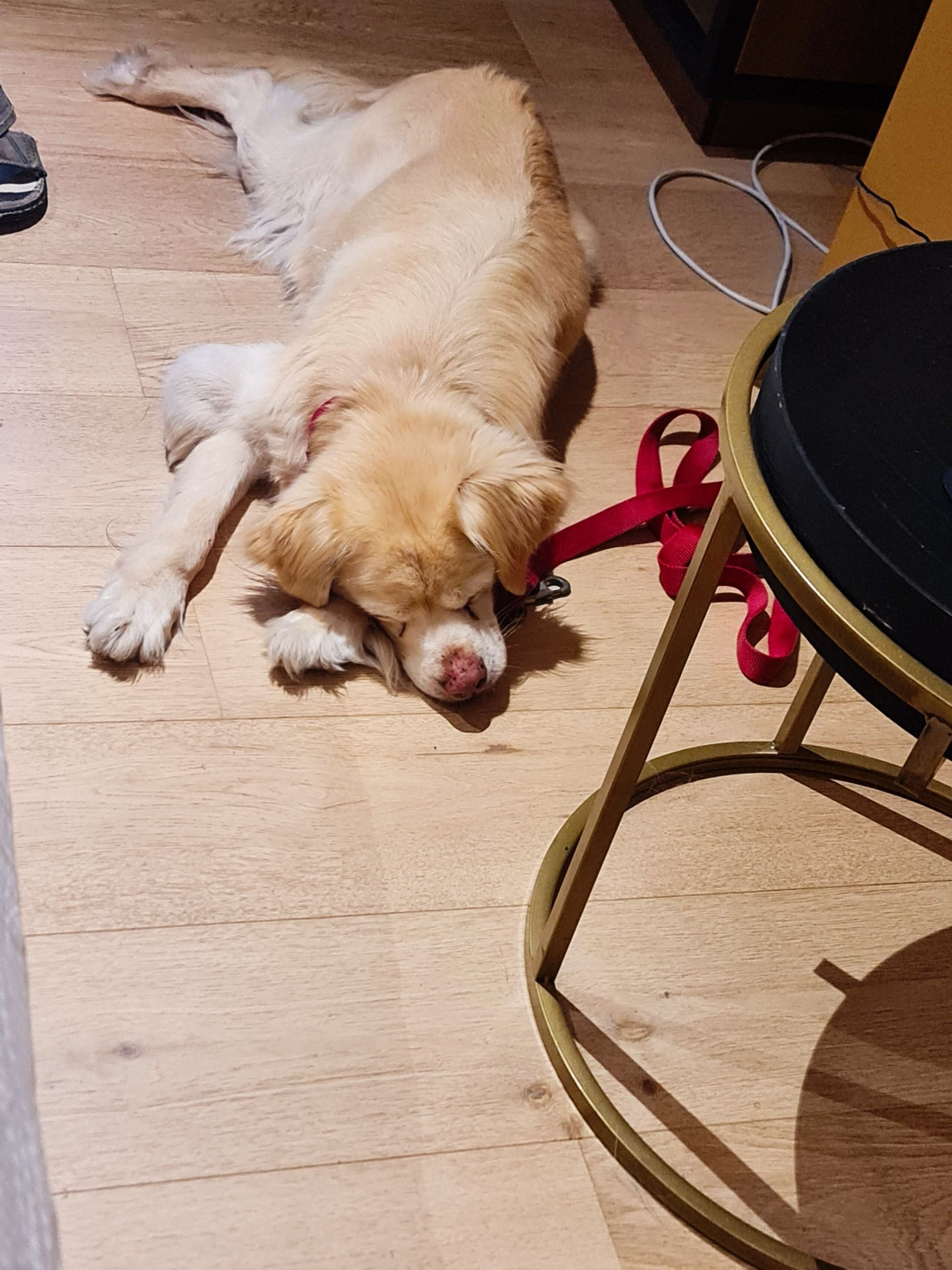 weißer Hund schläft auf dem Fußboden eines Zimmers