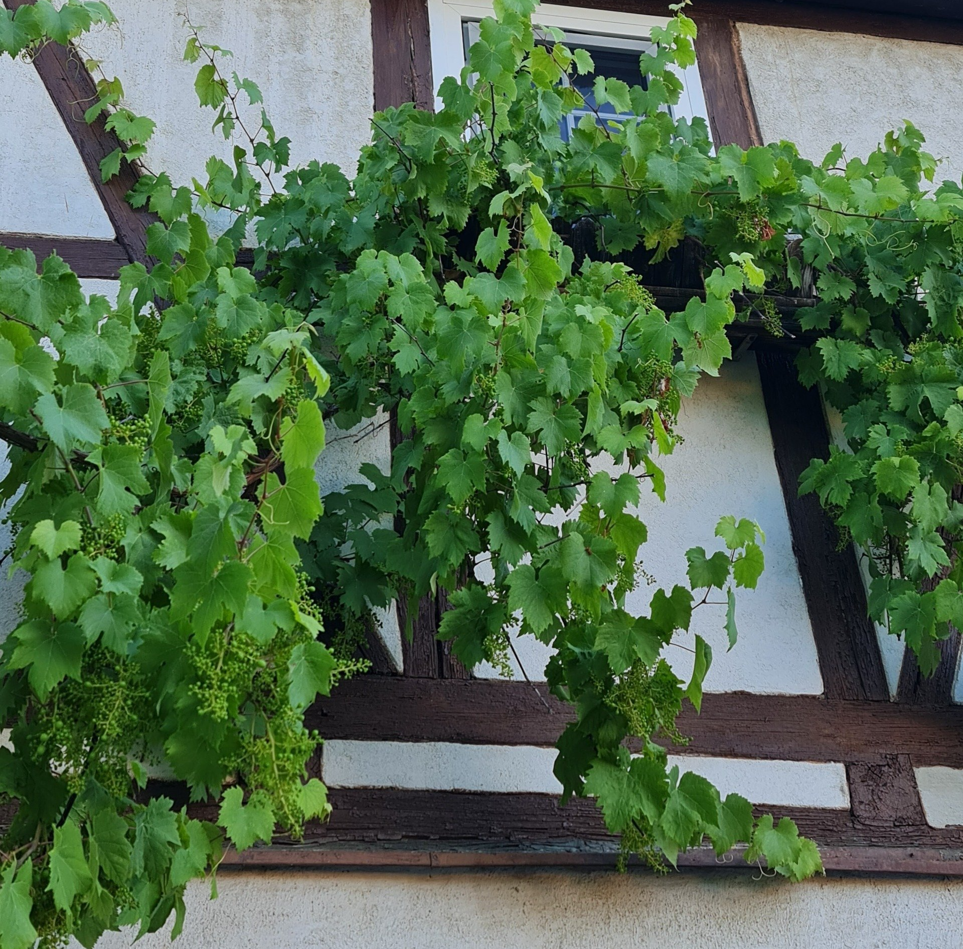 Wein, Weib (ich) und Gesang (dreh das Radio laut) Photo by: Viola Einert-Krug Weinreben am Fachwerkhaus